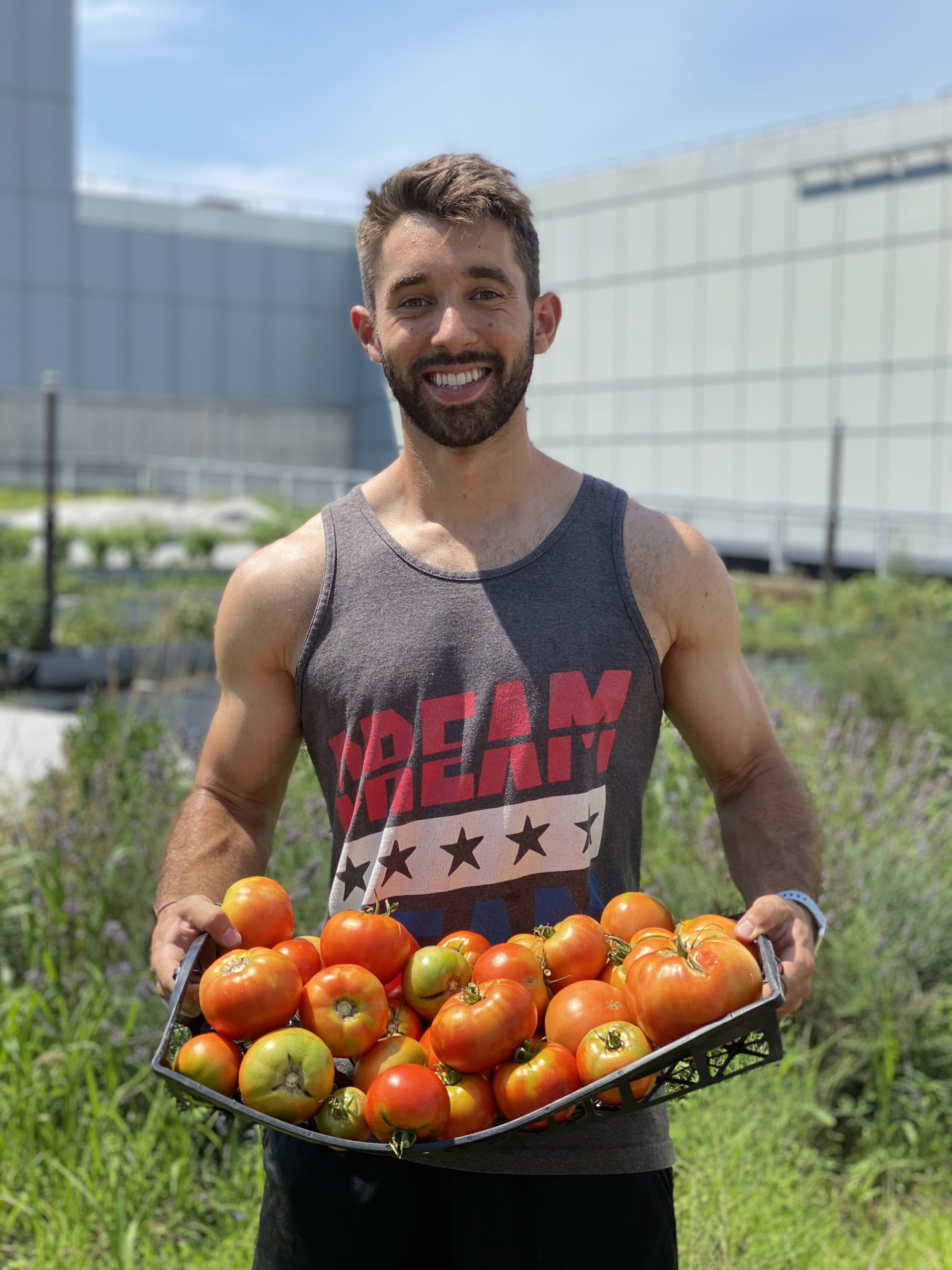 Harvested tomatoes