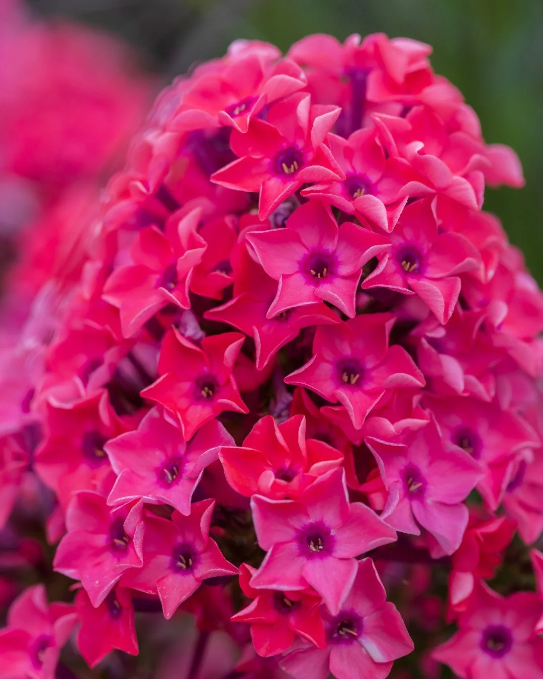 A cluster of vibrant, pink, star-shaped flowers.