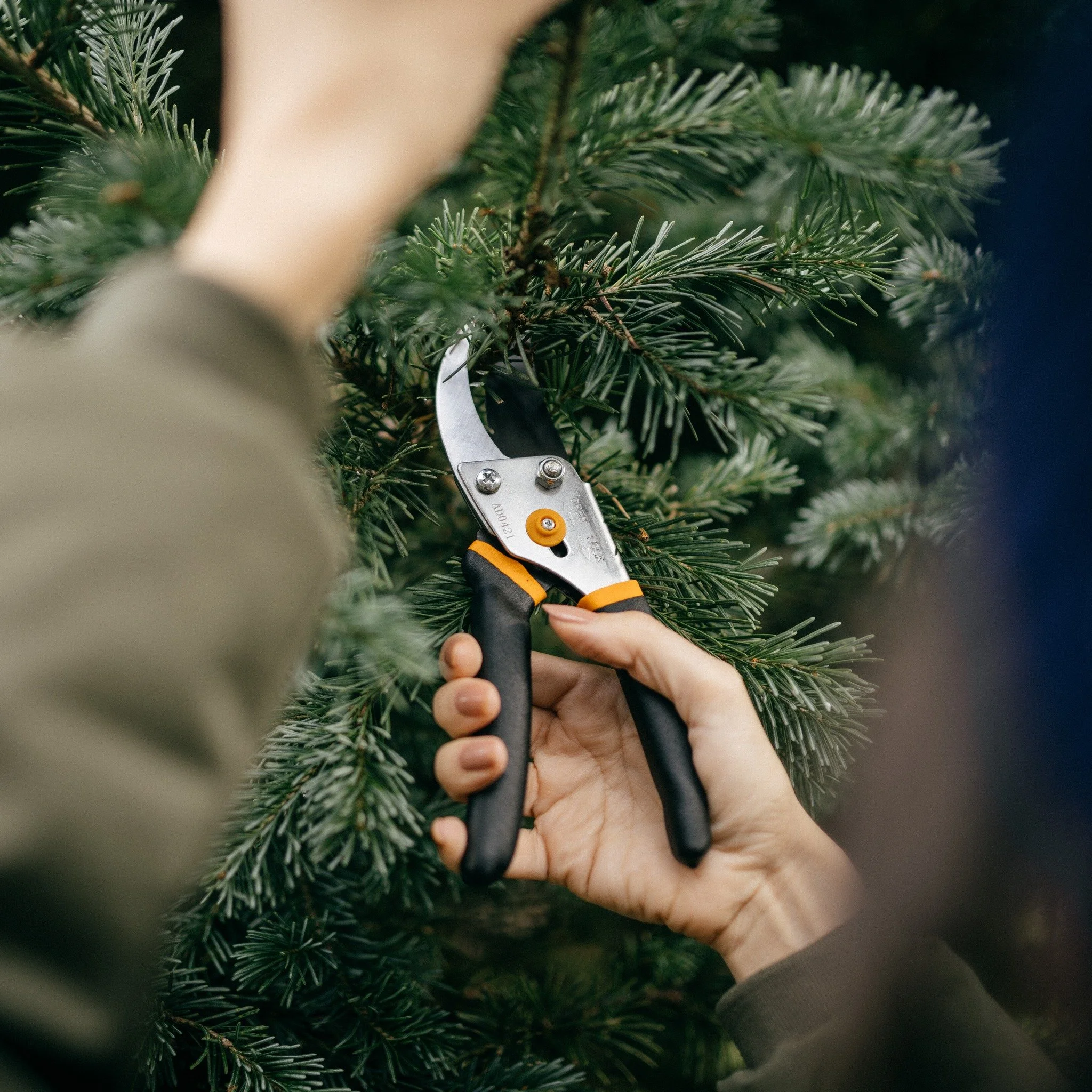 A close-up of a woman using Fiskars pruners to cut an evergreen branch.