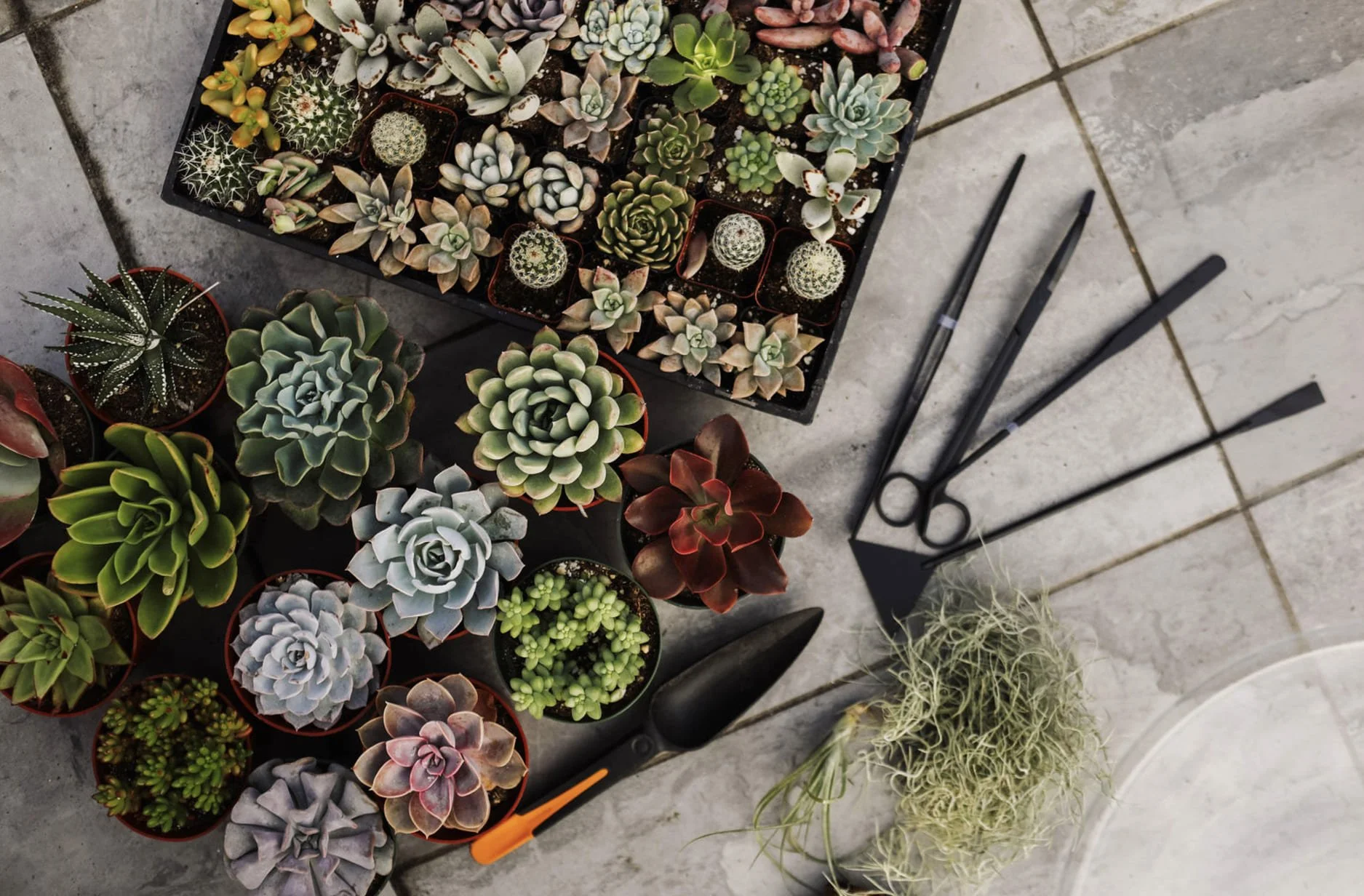 An aerial shot of plants and tools