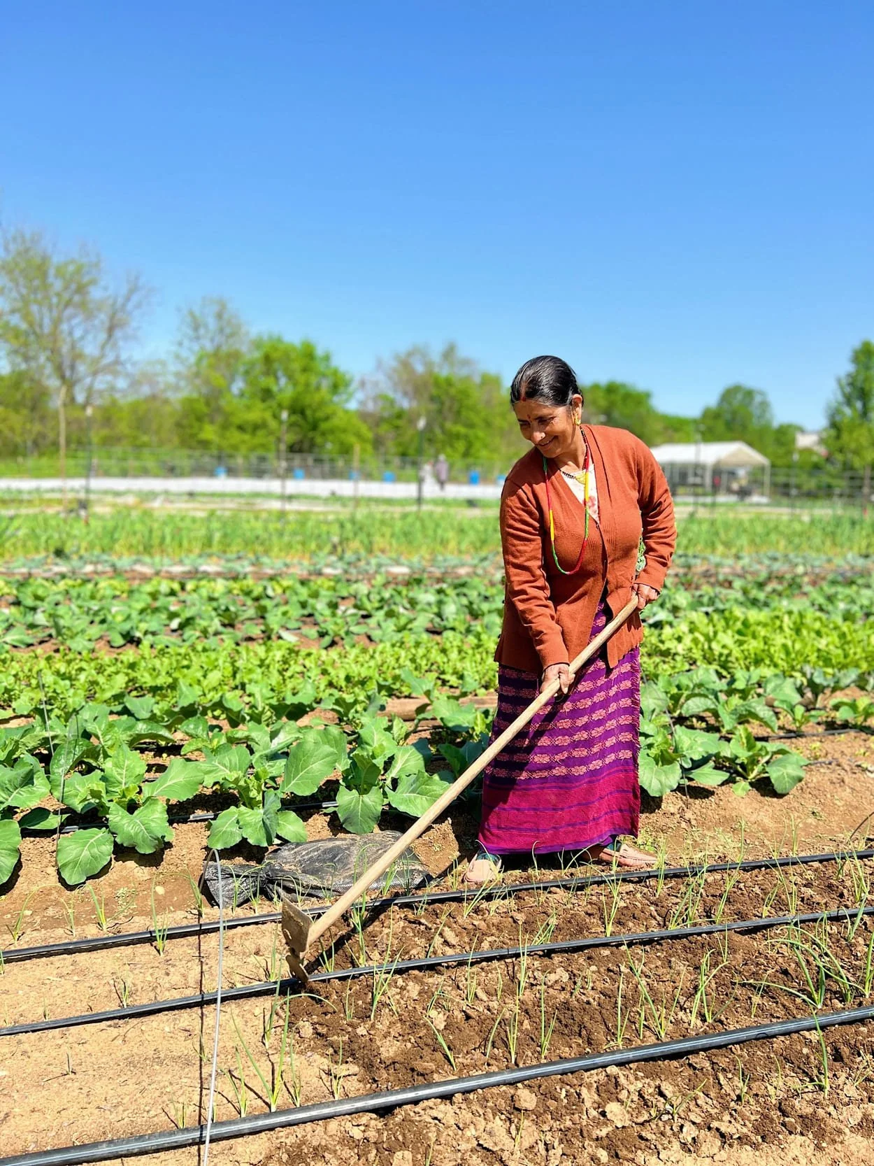 A woman wearing a brown cardigan and a purple skirt works in a field where vegetables are growing.