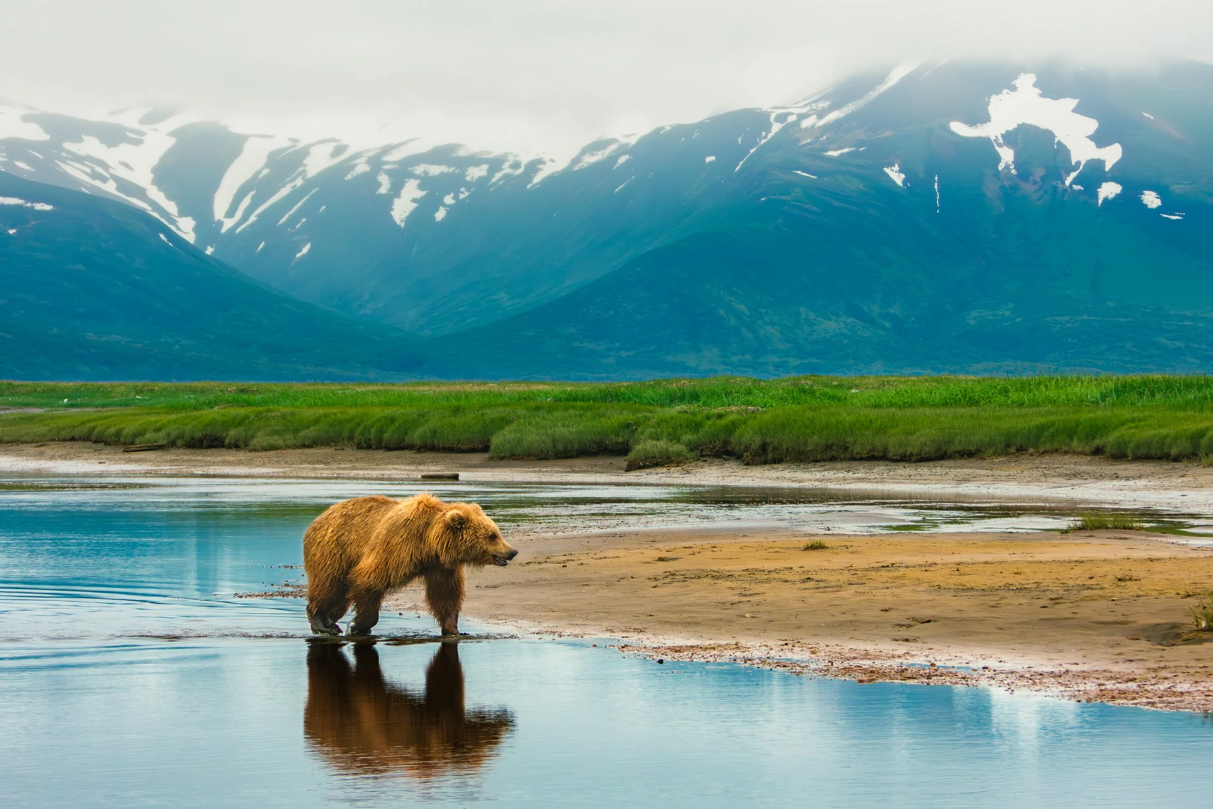 Wild Reflections.jpg