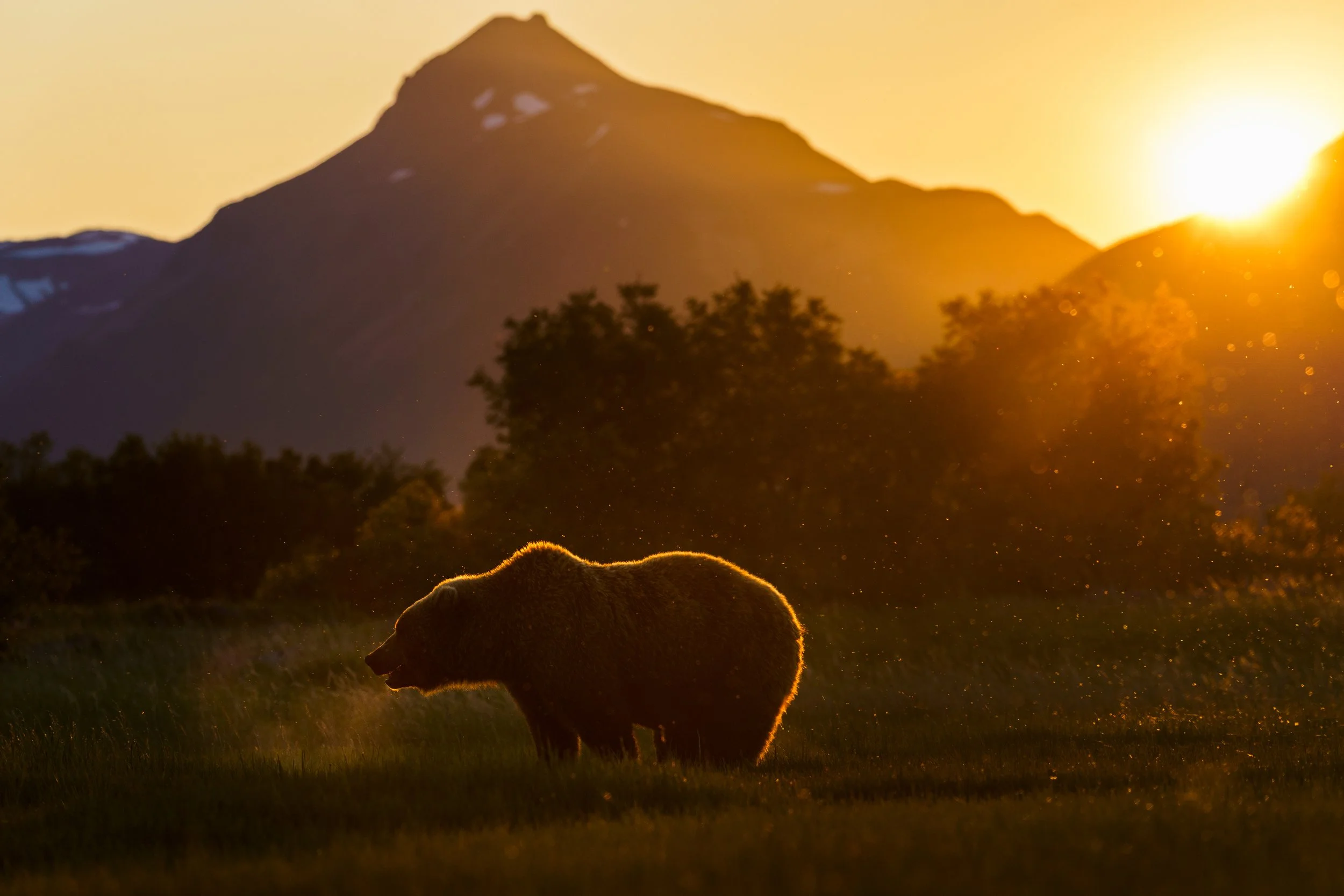 In the Glow of the Wild.jpg