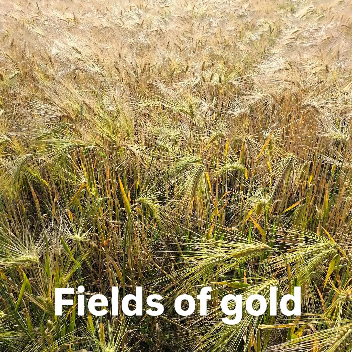 Ze zijn soms dichterbij dan we denken, onze fields of gold.
Maar we kijken ernaast of erover...
Wat heb jij nodig om met de juiste blik in de juiste richting te kijken?

#loopbaanbegeleiding in de natuur, om anders te leren kijken 🍀

www.trotterinzi