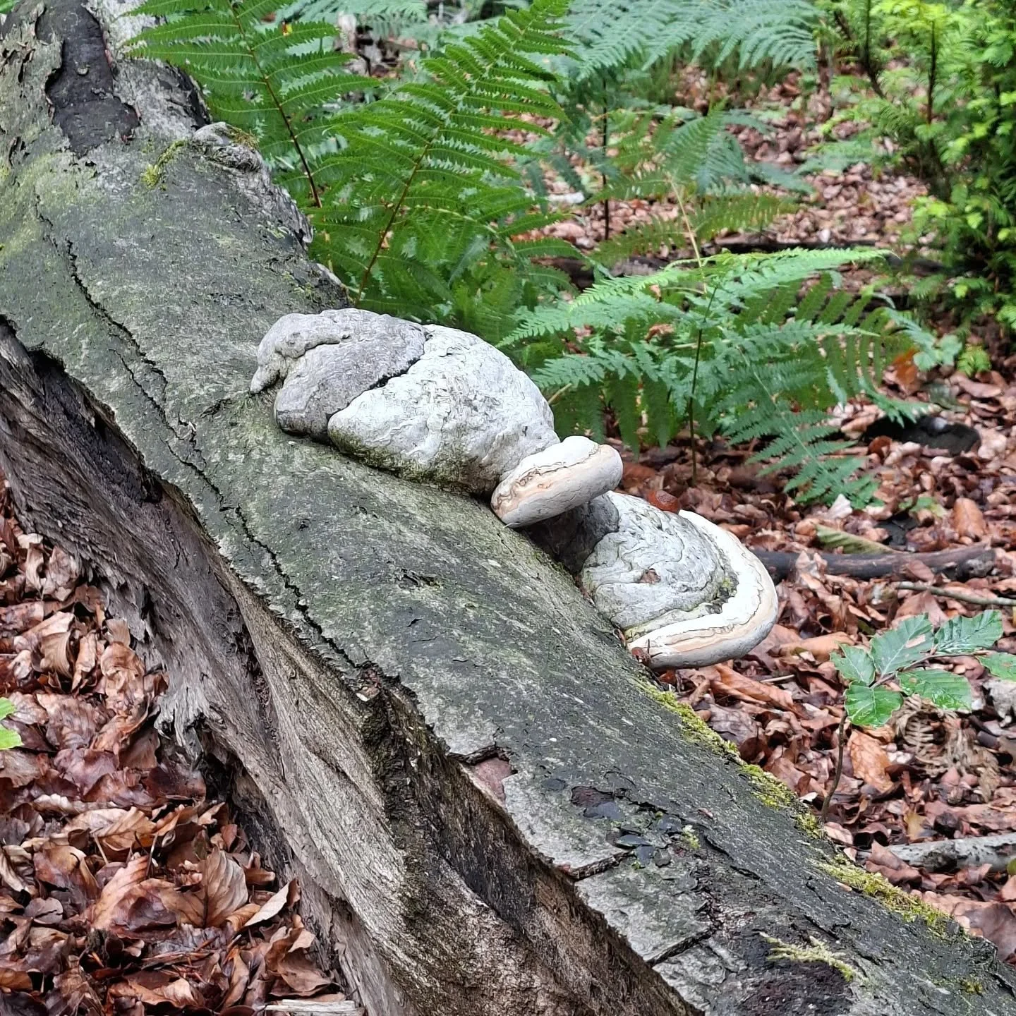 Wij zijn niet de enigen die in de natuur tot rust komen...