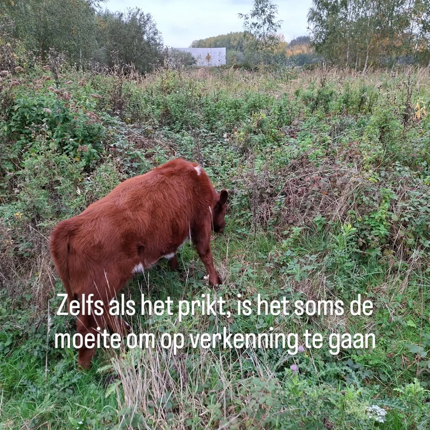 De zotste metaforen komen aan bod, de natuur werkt als het perfecte klankbord, mijn trouwe bondgenoot bij loopbaanbegeleiding in de natuur 🍀
Vandaag tussen de koeien in de Gentbrugse Meersen 🐄. 

www.trotterinzicht.be 
#loopbaanbegeleiding
#natuurc