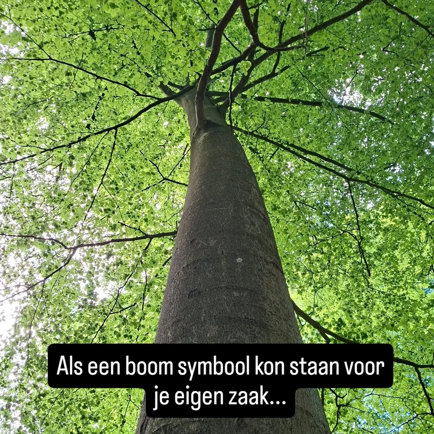 Als een boom symbool kon staan voor je professionele carri&egrave;re of je eigen zaak;
De stam staat voor het fundament: je talenten, je ambities;
Elke tak staat voor keuzes die je maakt, projecten die je uitbouwt,  taken die daarbij horen;

Hoe bouw