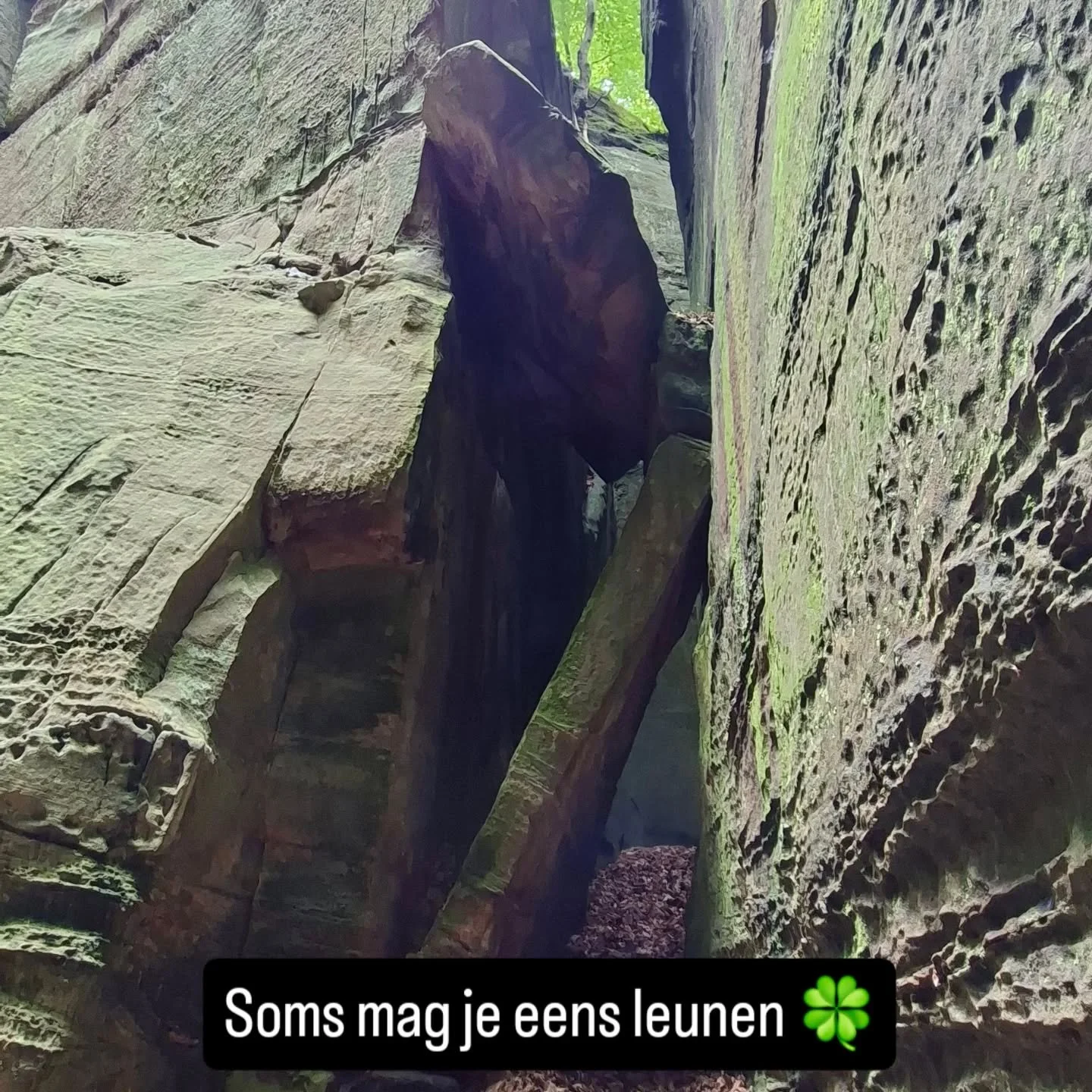 Www.trotterinzicht.be
#loopbaanbegeleiding 
#natuurcoaching