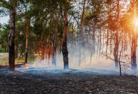 Fire Readiness: Emergency Action Planning for Farms, Ranches, and Rural Properties