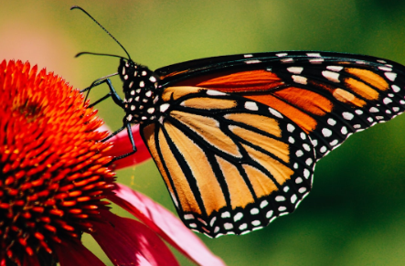 June 15-19: Bugs, Birds & Beyond