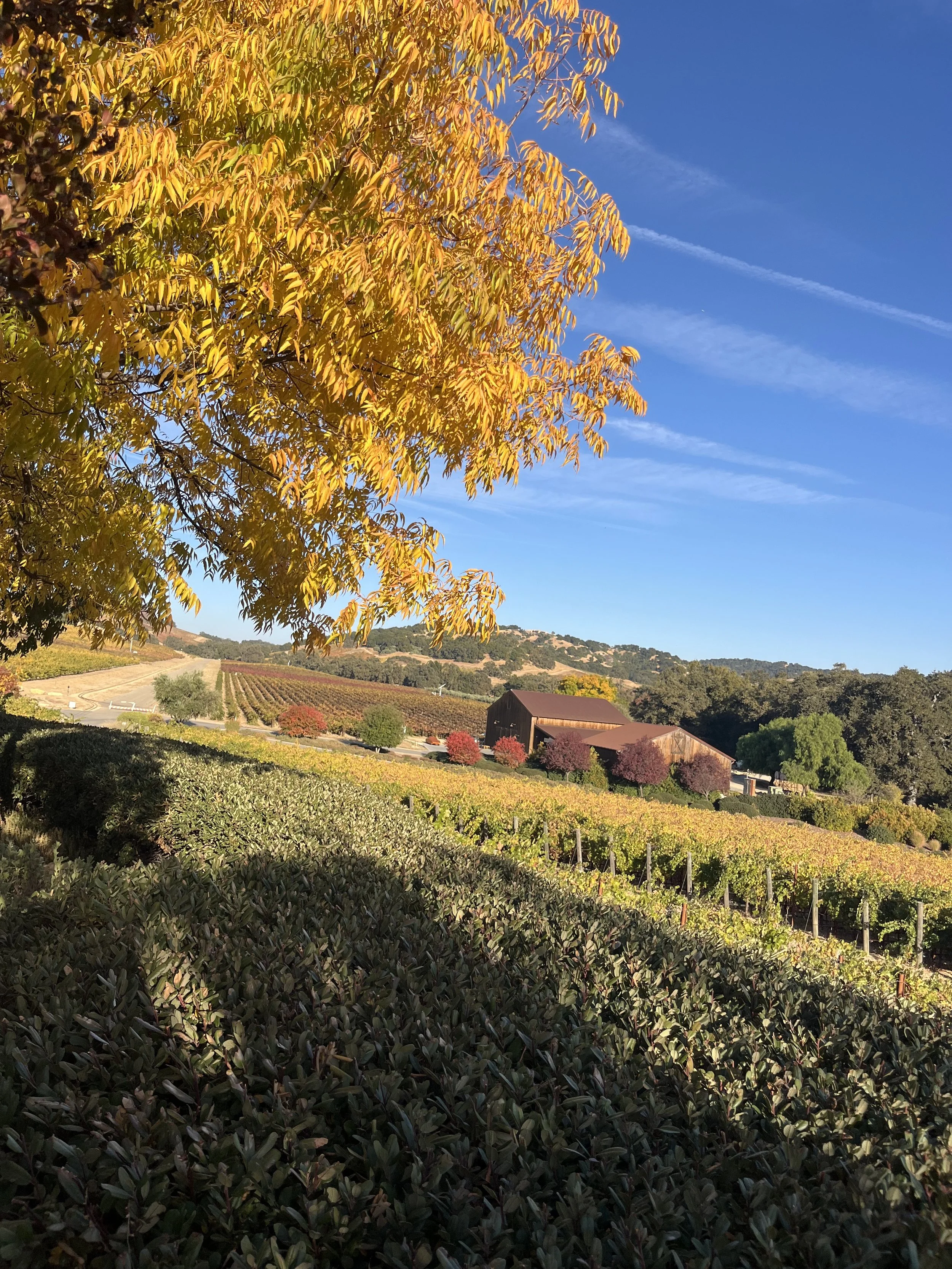 West Side vs East Side Paso Robles: Making Sense of the Map (and All 11 AVAs)