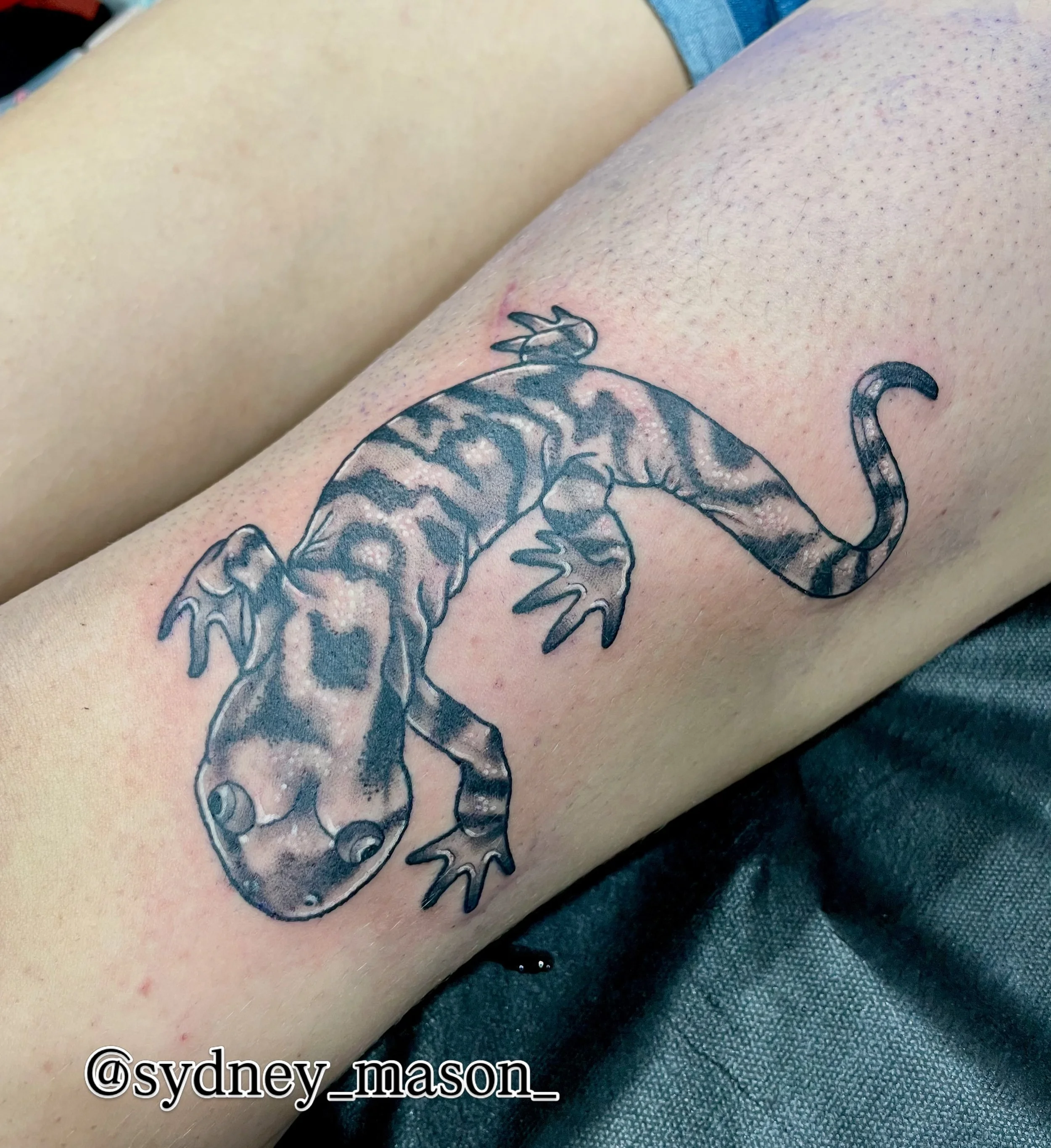 Fun salamander pal from @sydney_mason_ 
To book with artist contact them directly 

#tattoo #yegtattoo #edmontontattoo #amphibien #blackamdgreytattoo