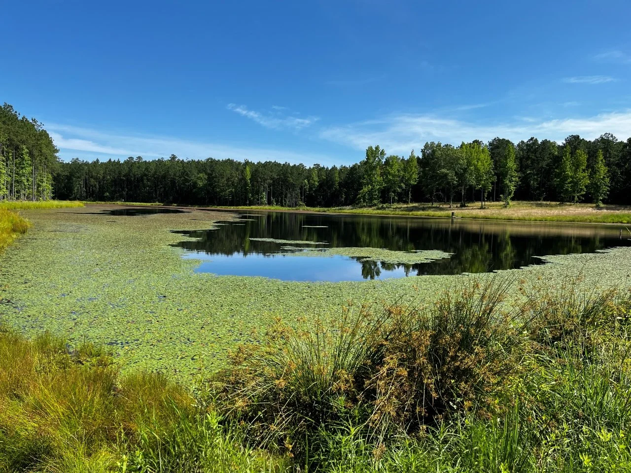 Webinar: Pond Management