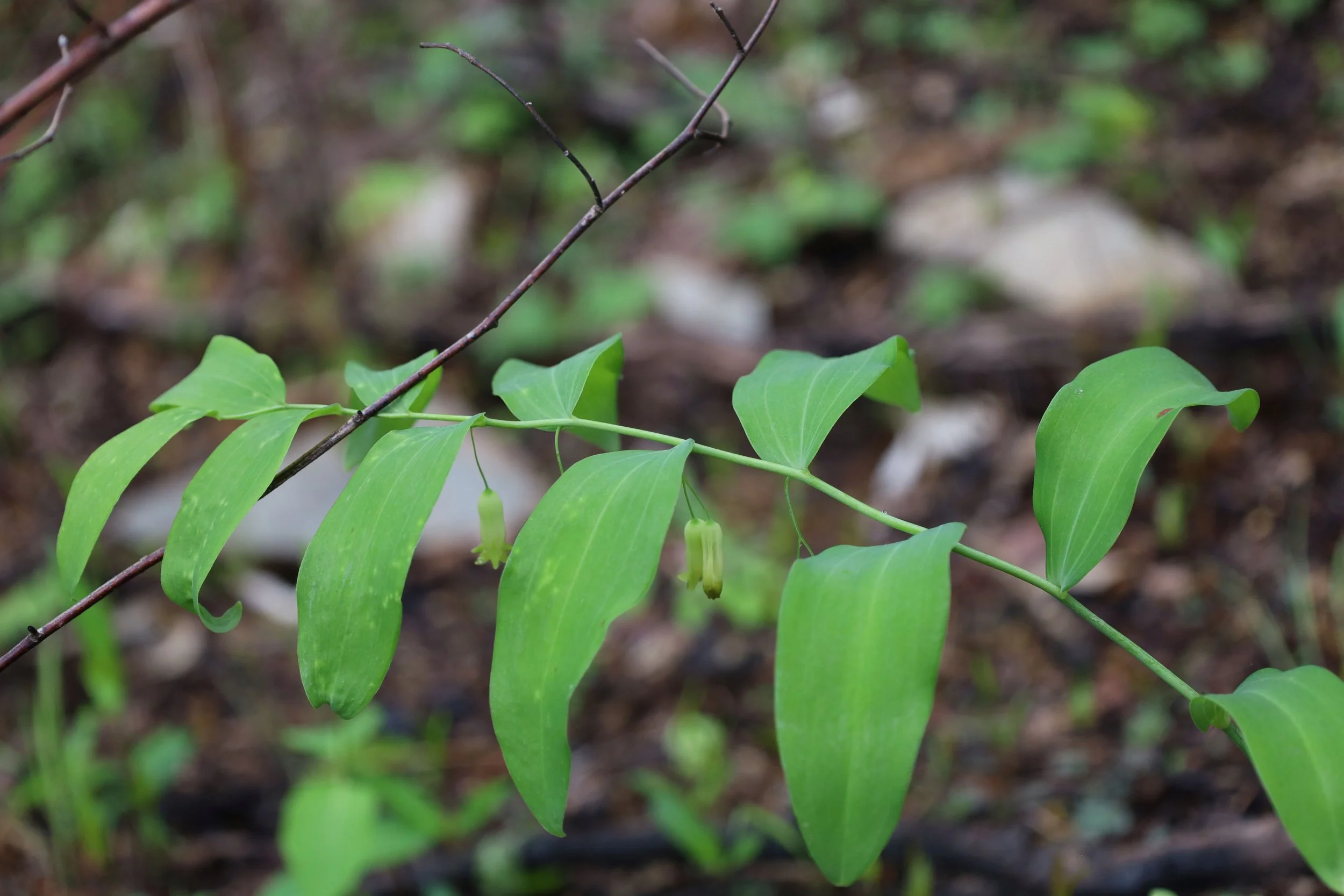 Earth Day Wildflower Walk