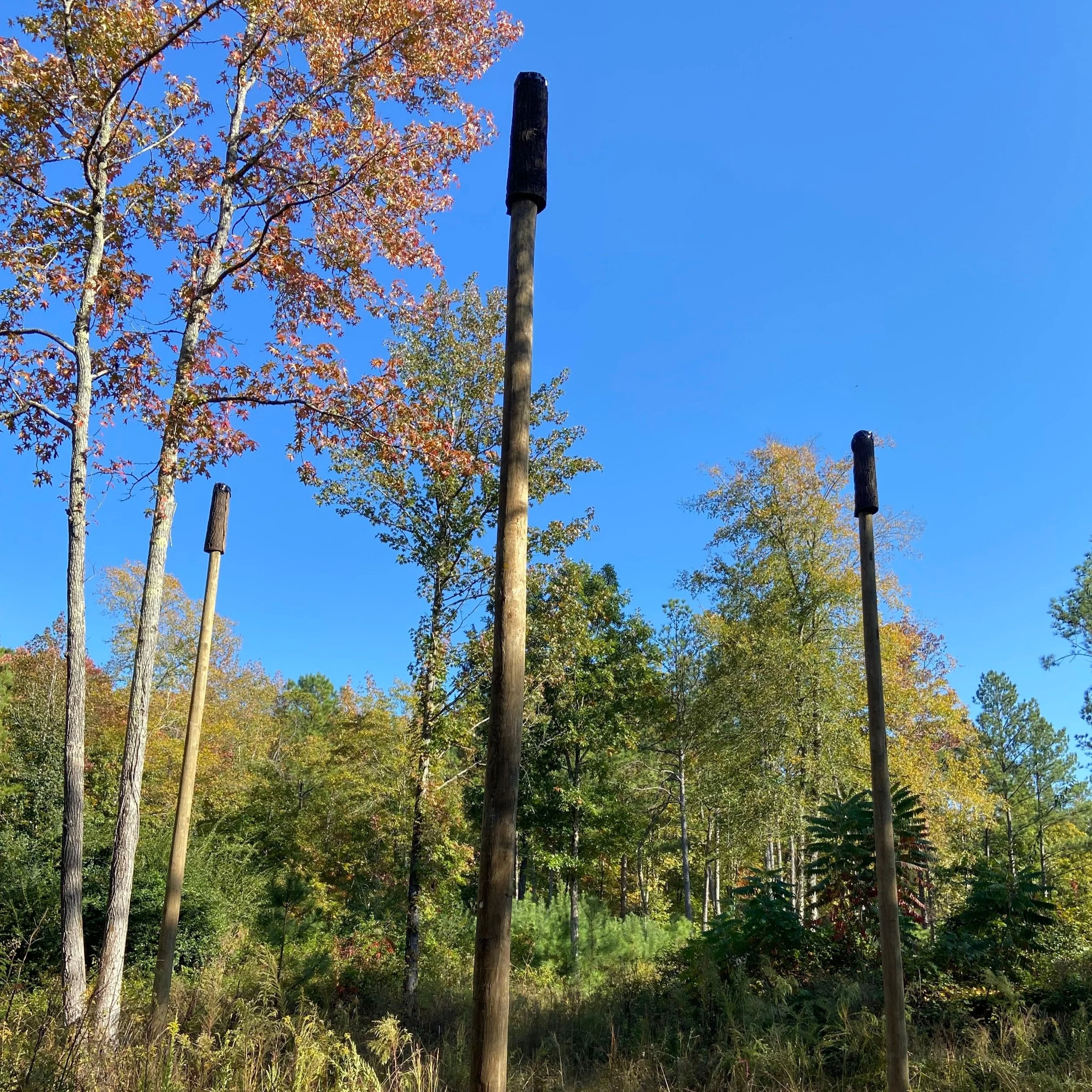 Help Bats in Your Area — Georgia-Alabama Land Trust