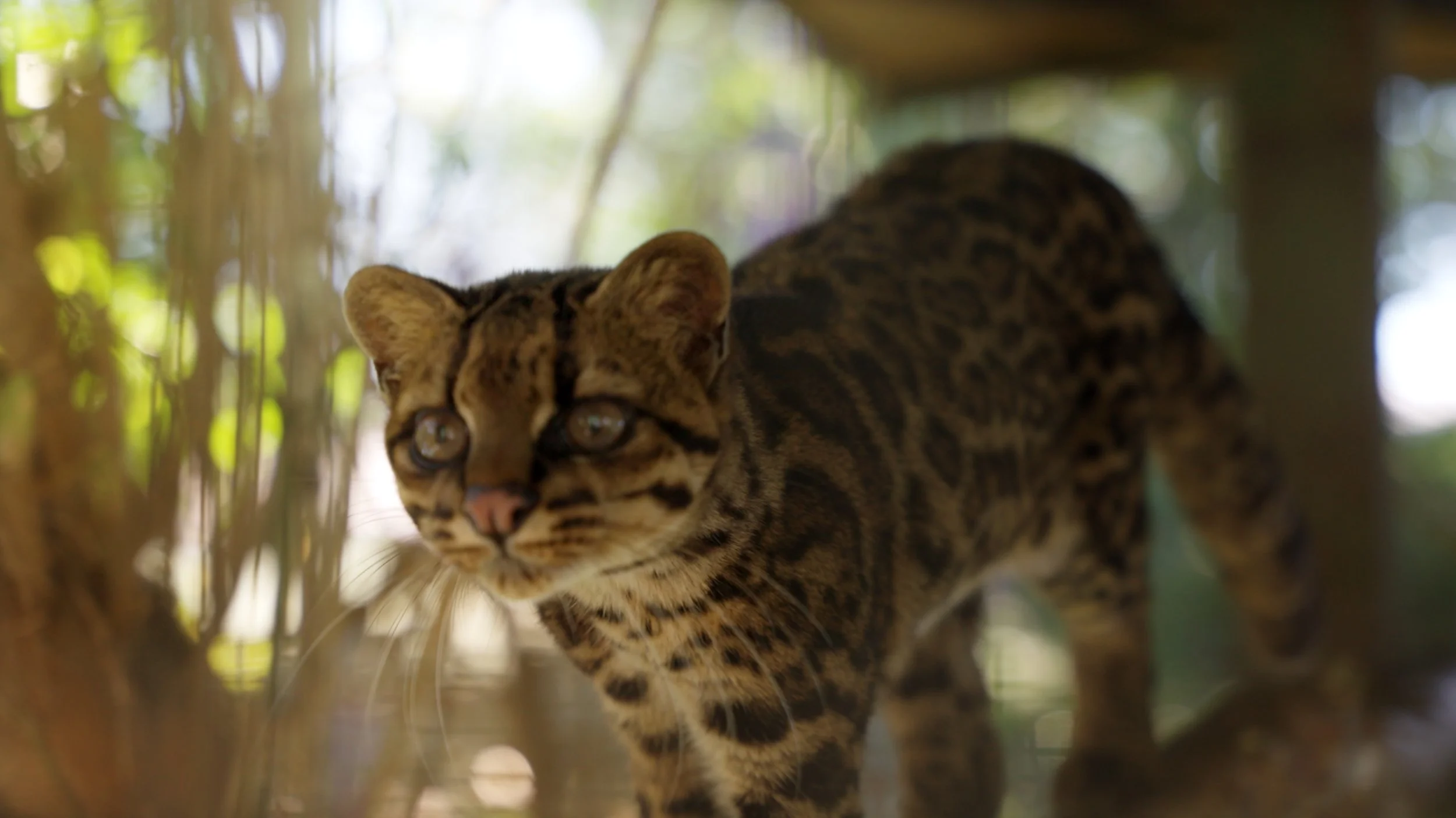 Still 2025-12-18 213052_2.7.1.jpg