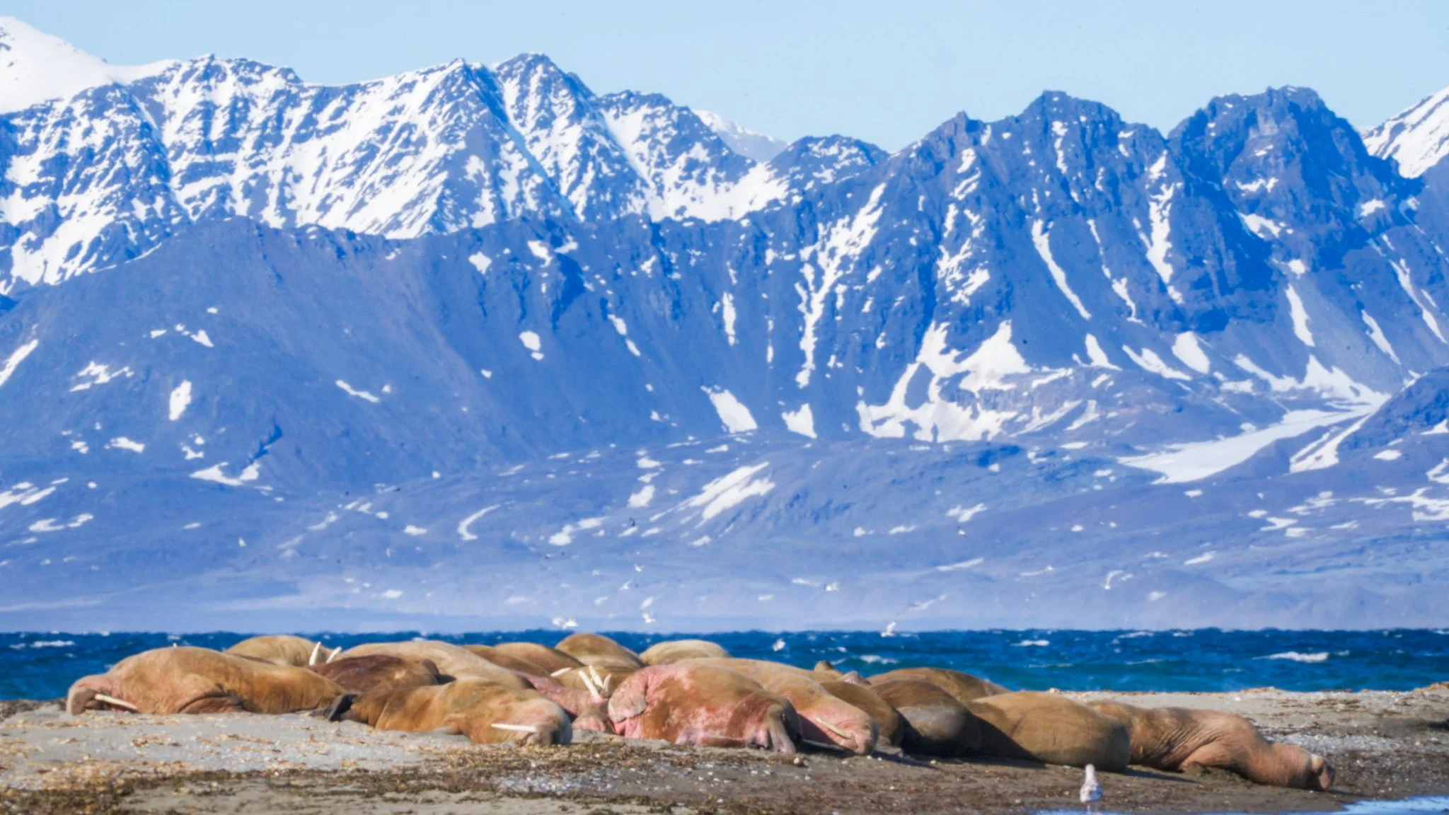 Aurora Expeditions