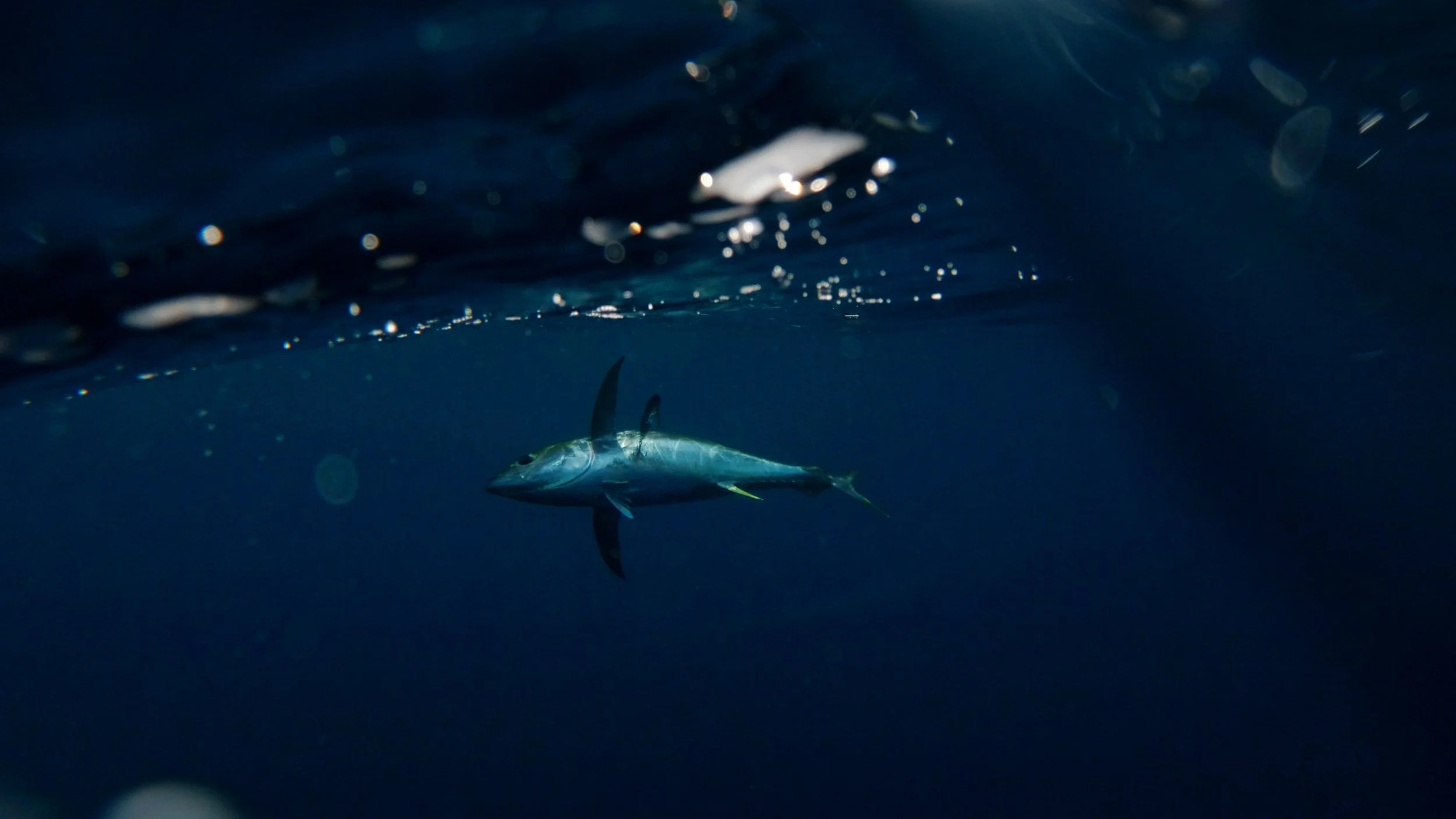 Still 2026-02-04 235556_4.5.2.jpg