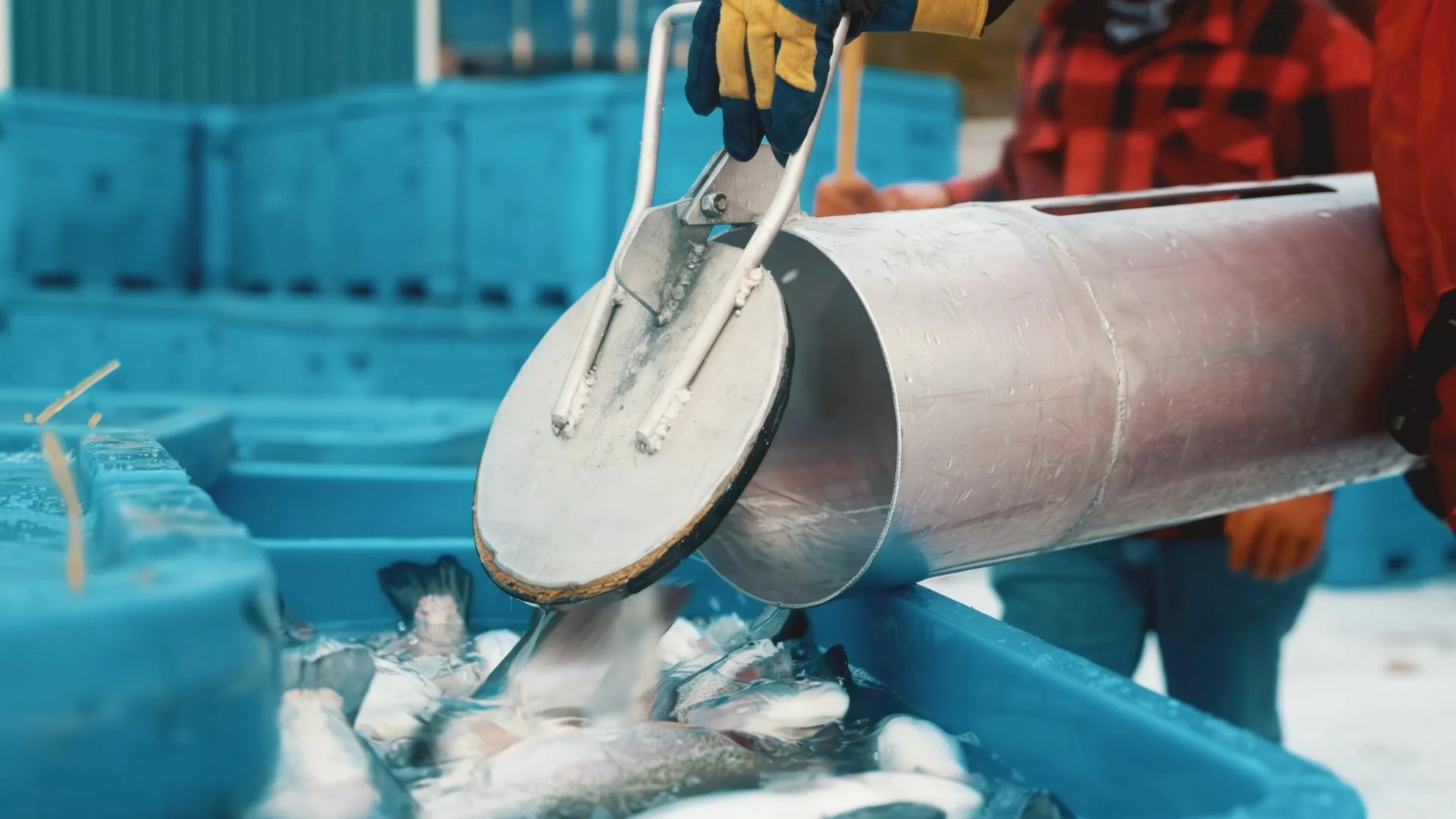 Still 2024-12-08 170924_1.1.16.jpg