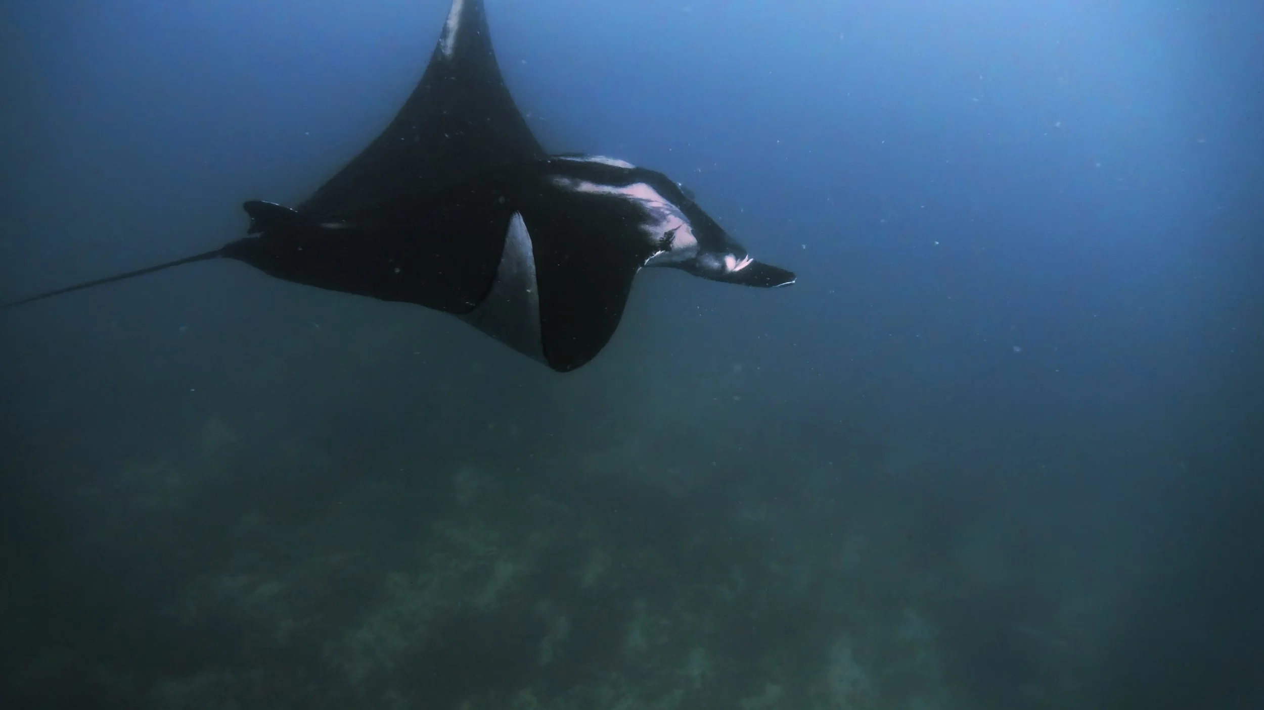 Still 2026-02-04 235556_2.9.1.jpg