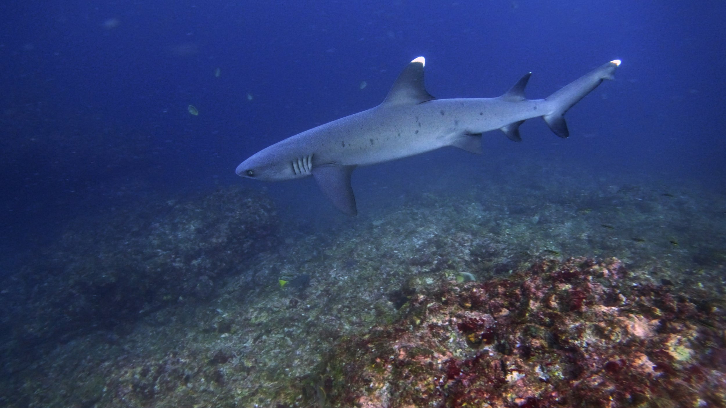 Still 2026-02-04 235556_2.7.1.jpg