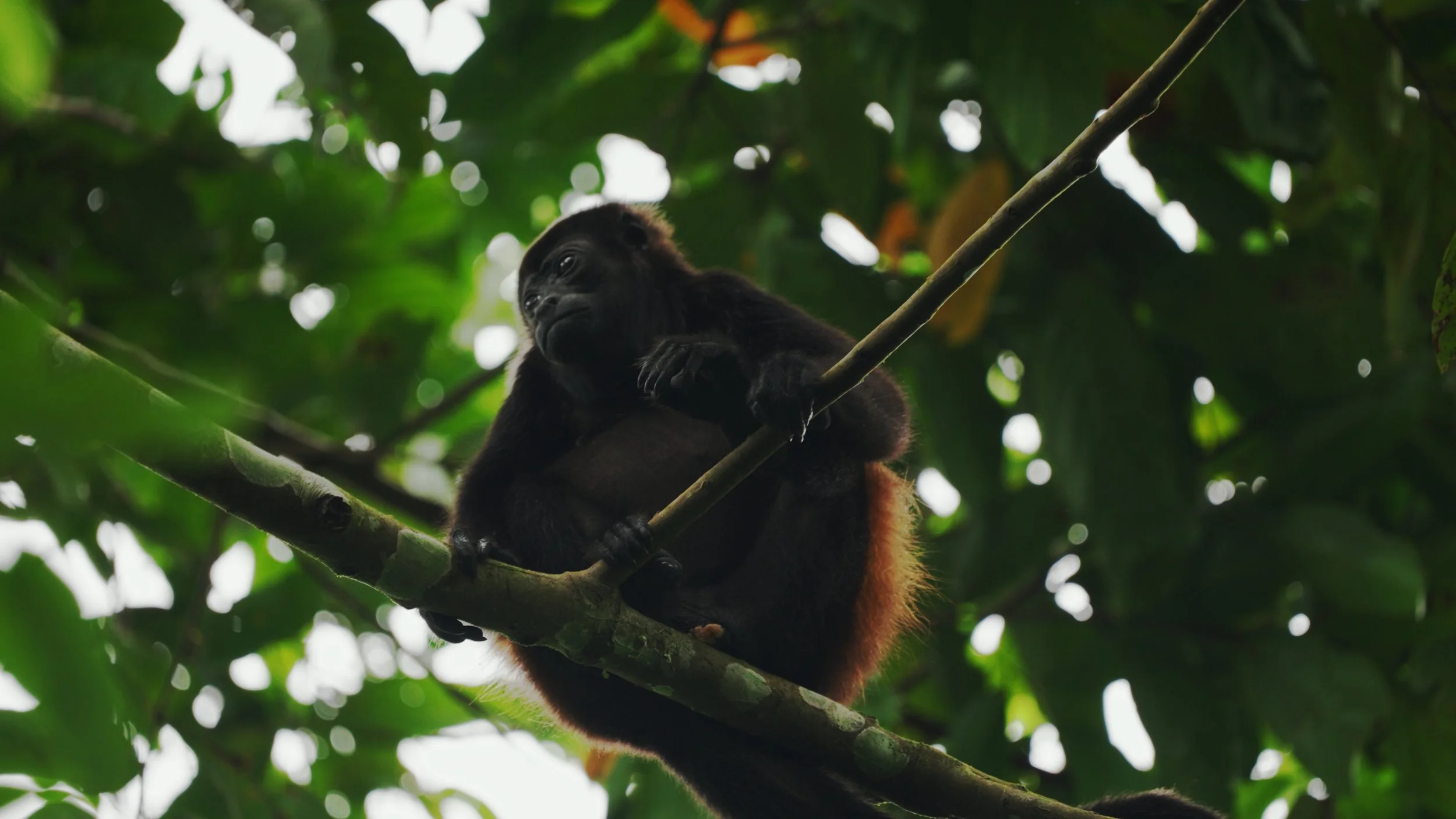 Still 2026-01-07 191441_2.71.1.jpg