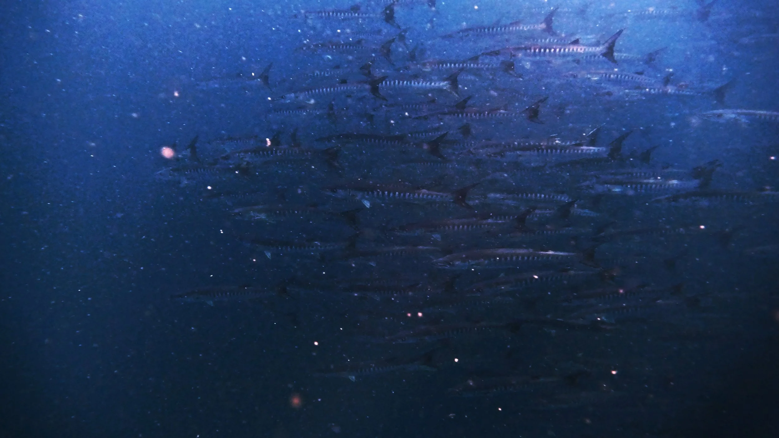 Still 2026-02-04 235556_2.3.1.jpg