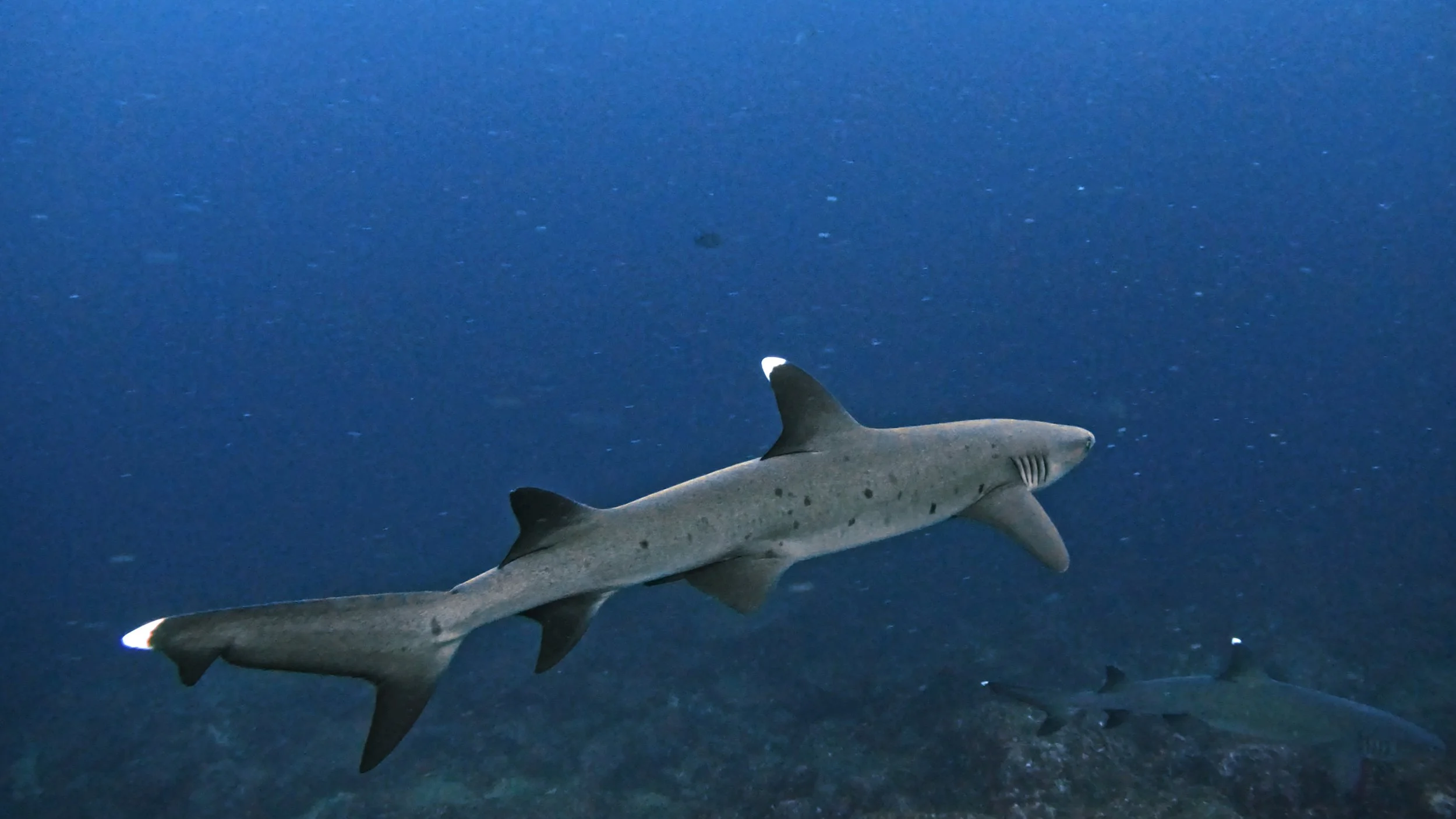 Still 2026-02-04 235556_3.17.2.jpg