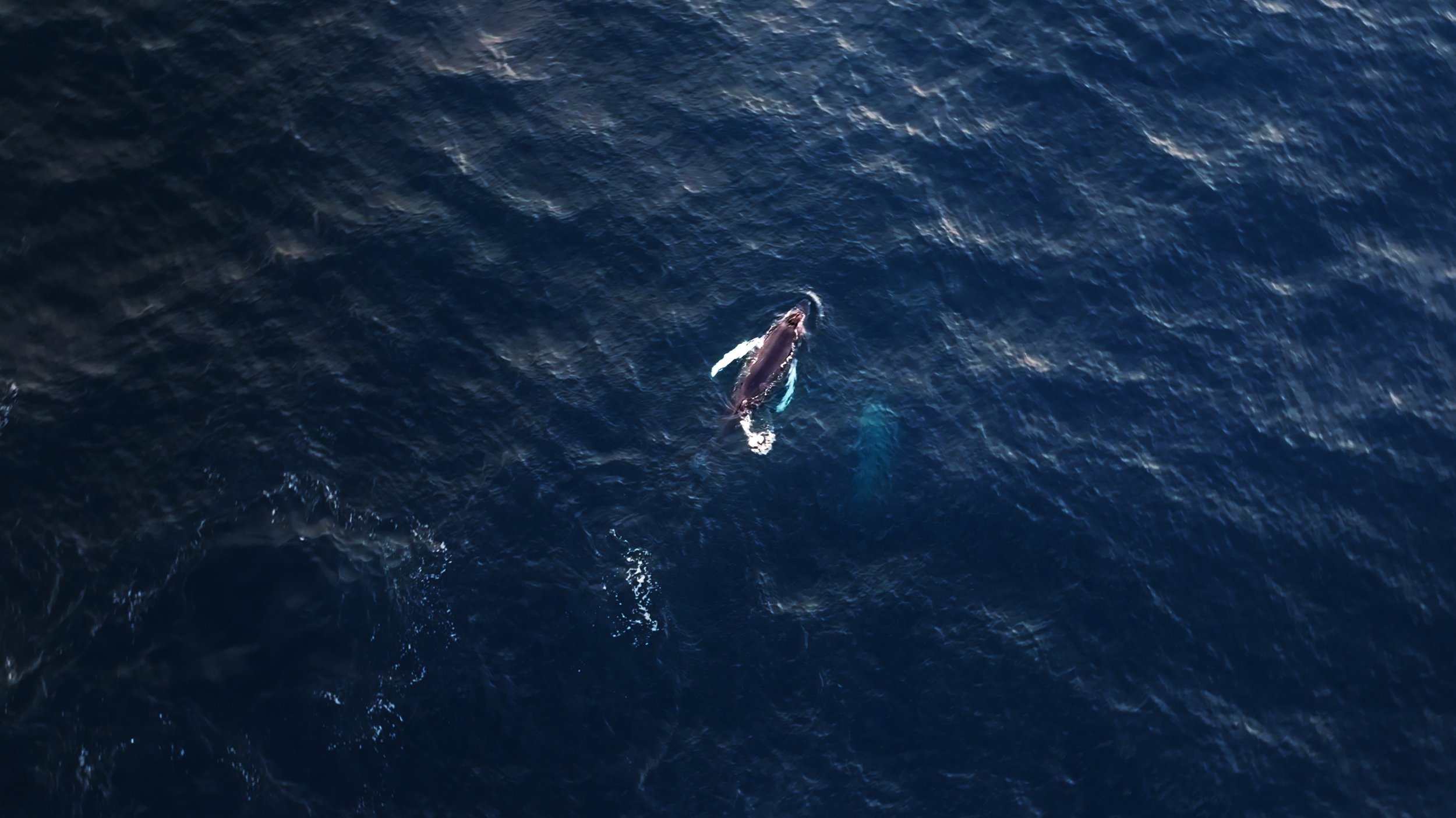 Still 2026-02-05 003959_2.2.1.jpg