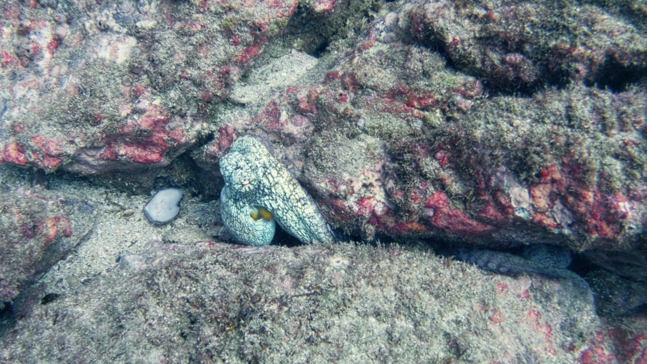 Still 2026-02-04 235556_2.10.1.jpg