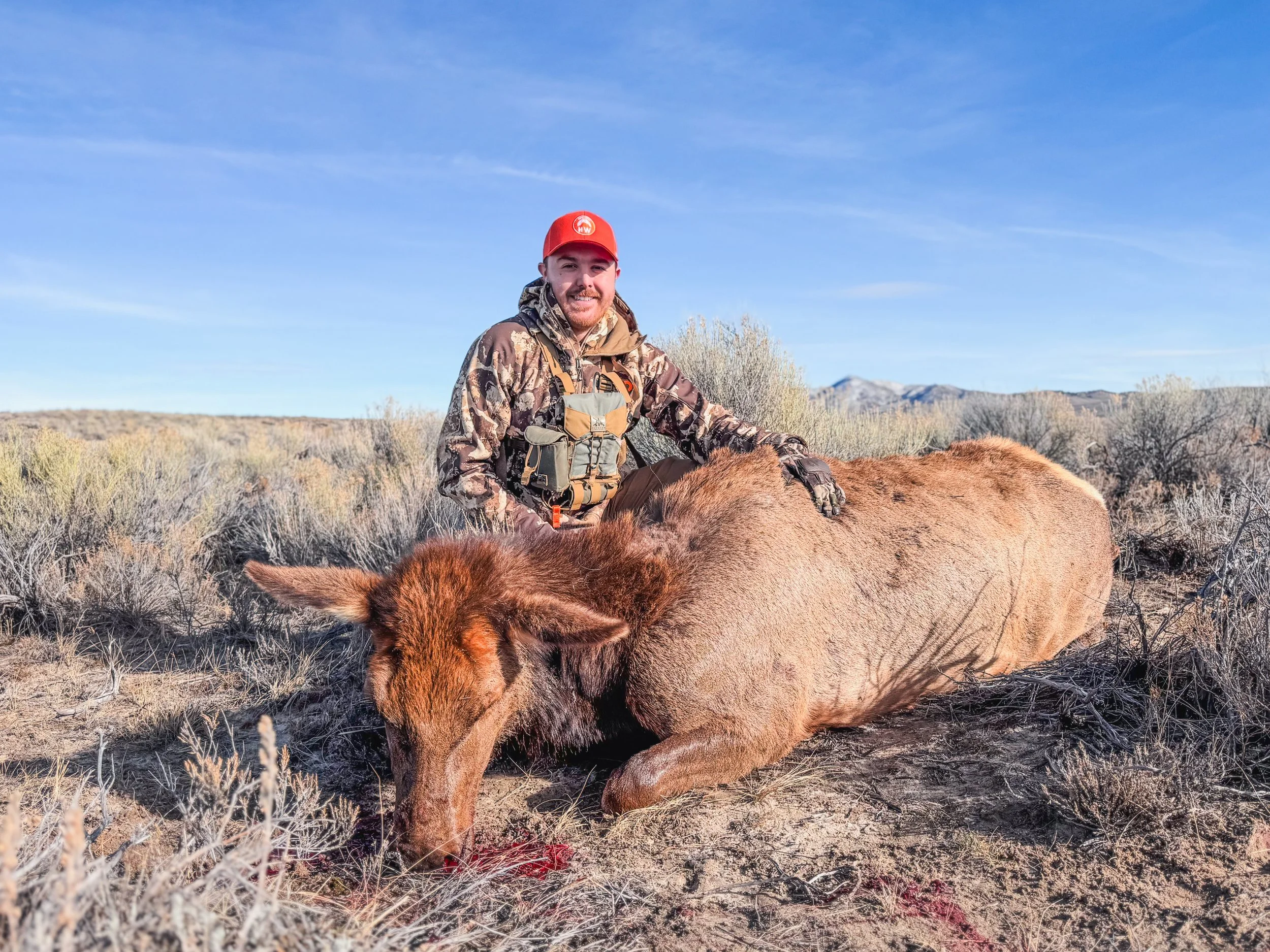 Andrew Coe Cow Elk.JPG