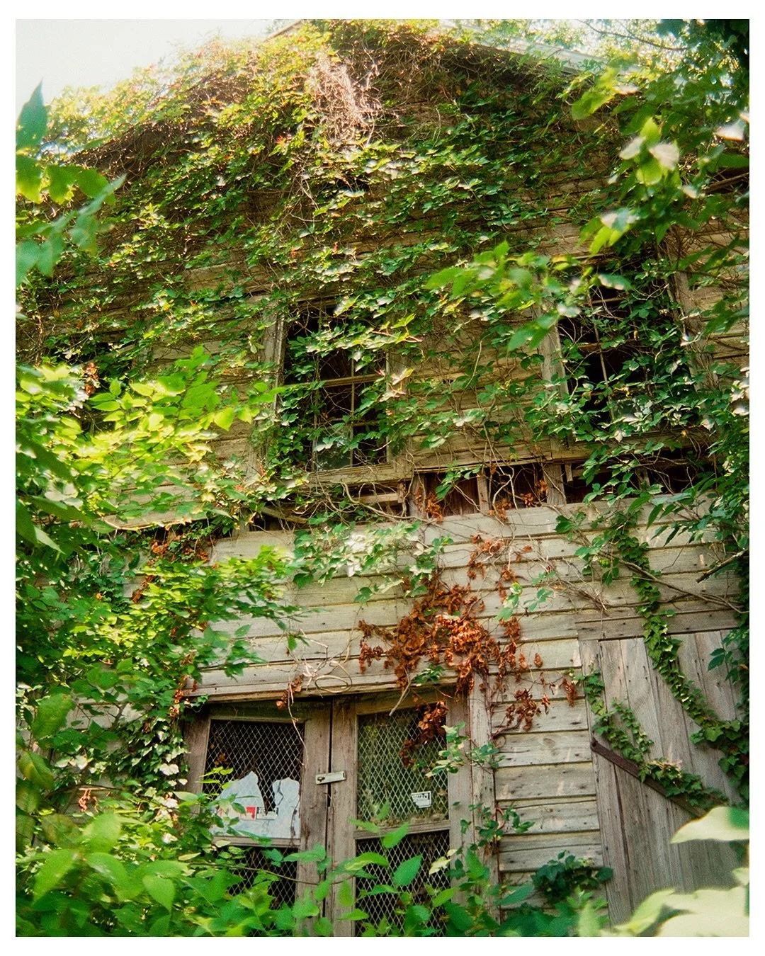 It ain&rsquo;t easy being green.

#ShootFilmStayBroke #KodakEktar100 #CanonAE1Program #FilmIsNotDead #AnalogPhotography #AbandonedOnFilm #OvergrownAndForgotten #UrbanDecayOnFilm #RuralDecay #35mmPhotography #FilmVibes #Ektar100 #GrainIsGood #CanonAE1