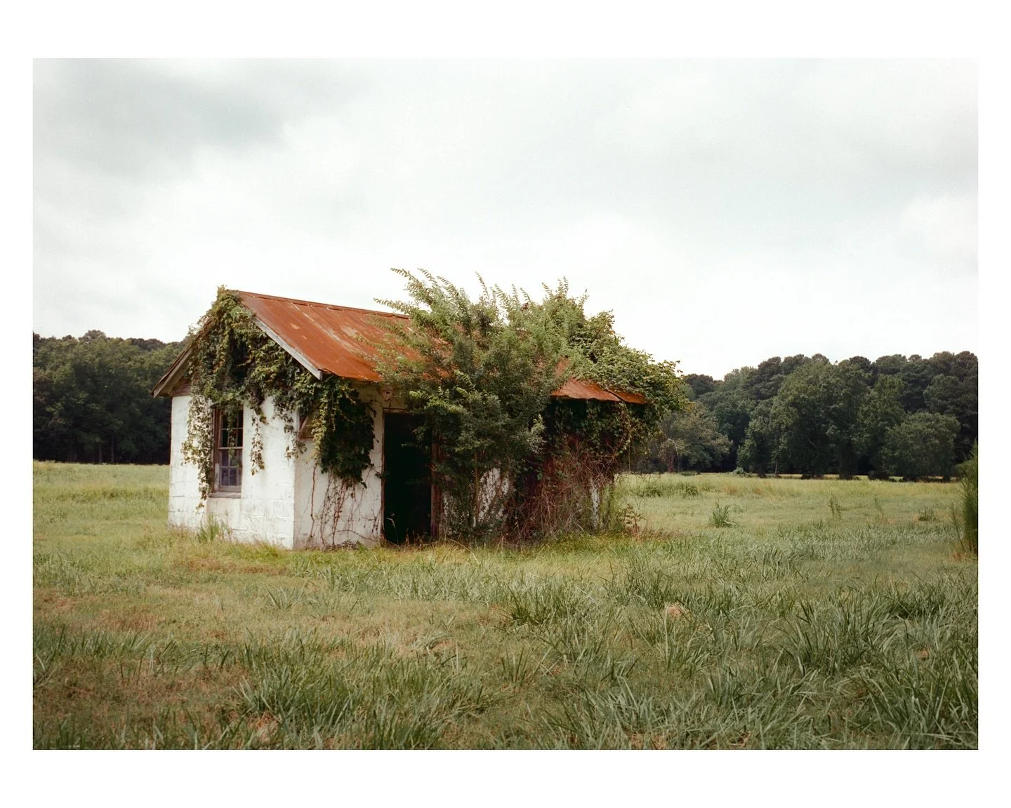 Tales from the Verdant Wasteland

I saw these overgrown structures on one of my drives and I had to go back for it. When I did, it was in a lovely overcast day.

I&rsquo;ve been shooting a lot of Cinestill 400d and I love it but I often feel like you