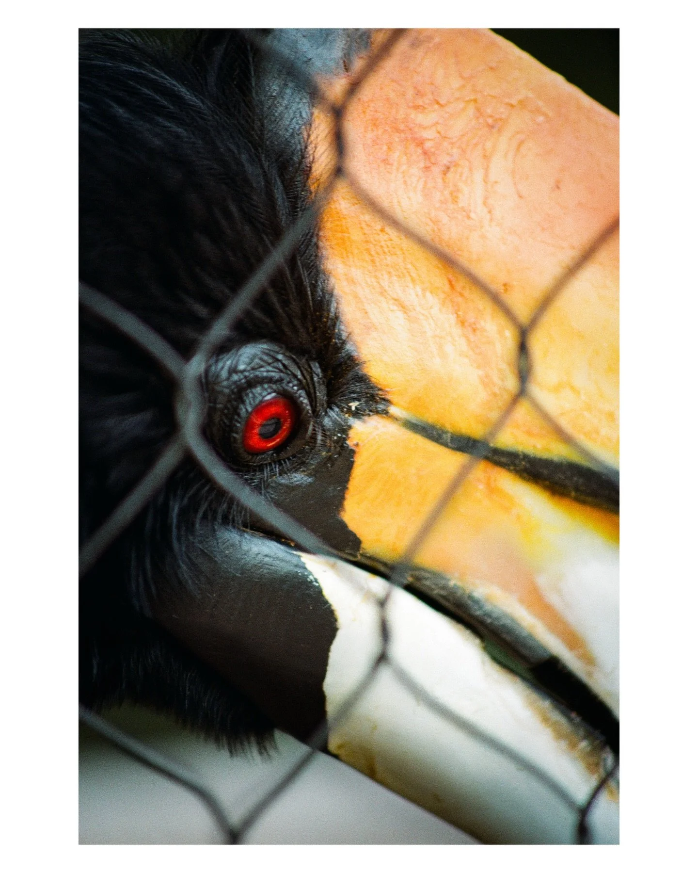 I love the @virginiazoo 
Not only is it a great place to learn about tons of interesting animals but it&rsquo;s also a fun way to test out new lenses and new film stocks! Shot on Kodak color plus 200
#ae1 #colorplus200 #zoophotos #onfilmphoto #cine