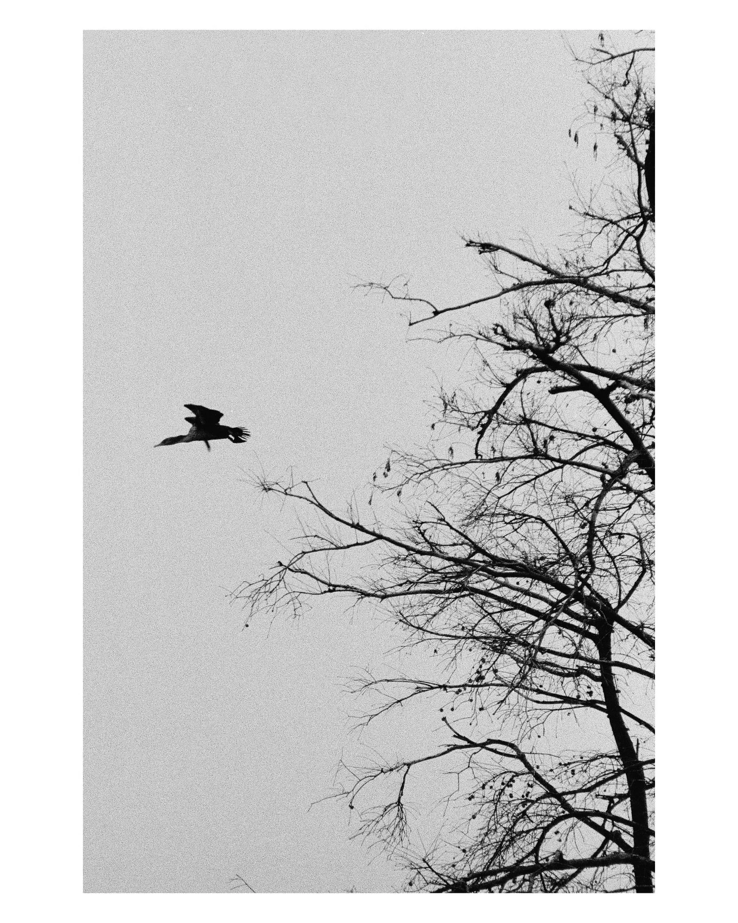 Birds and Trees and Swamps and Bees

Was originally going to submit these to the Swamp Show but I ended up sitting on the negatives too long. Still I think I got some decent images even with some crazy cropping!

#southerngothic #shotonfilm #stumpyla