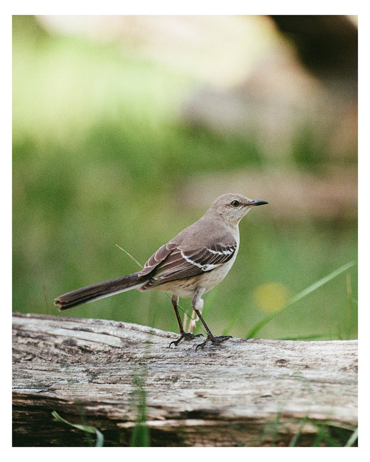 Any bird people out there? I think this is a Northern Mockingbird but I could be wrong.

Shot on my new Eos1n with the 70-200 iii. A lens and a camera that are more than 20 years apart. It&rsquo;s the most expensive piece of glass I own with a very a