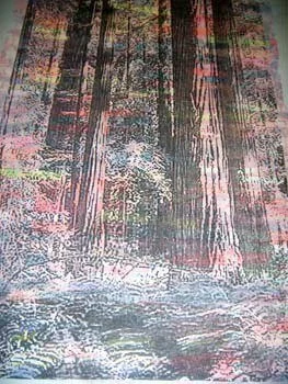 sequoia