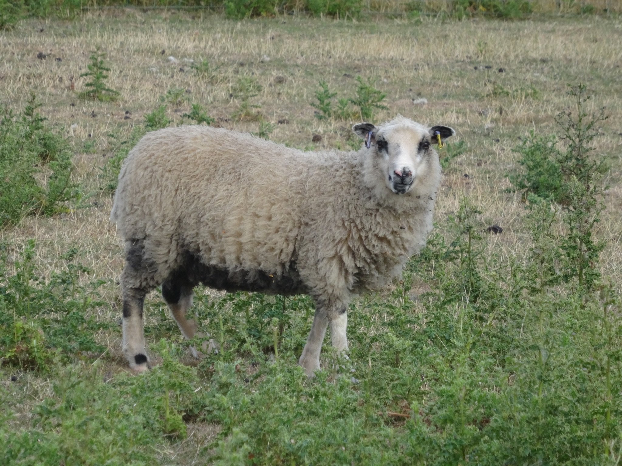 Dam: Abacus Peek-a-Boo Sire: Cowley of Bushwood. Her dam is for sale too, so could go together. SOLD