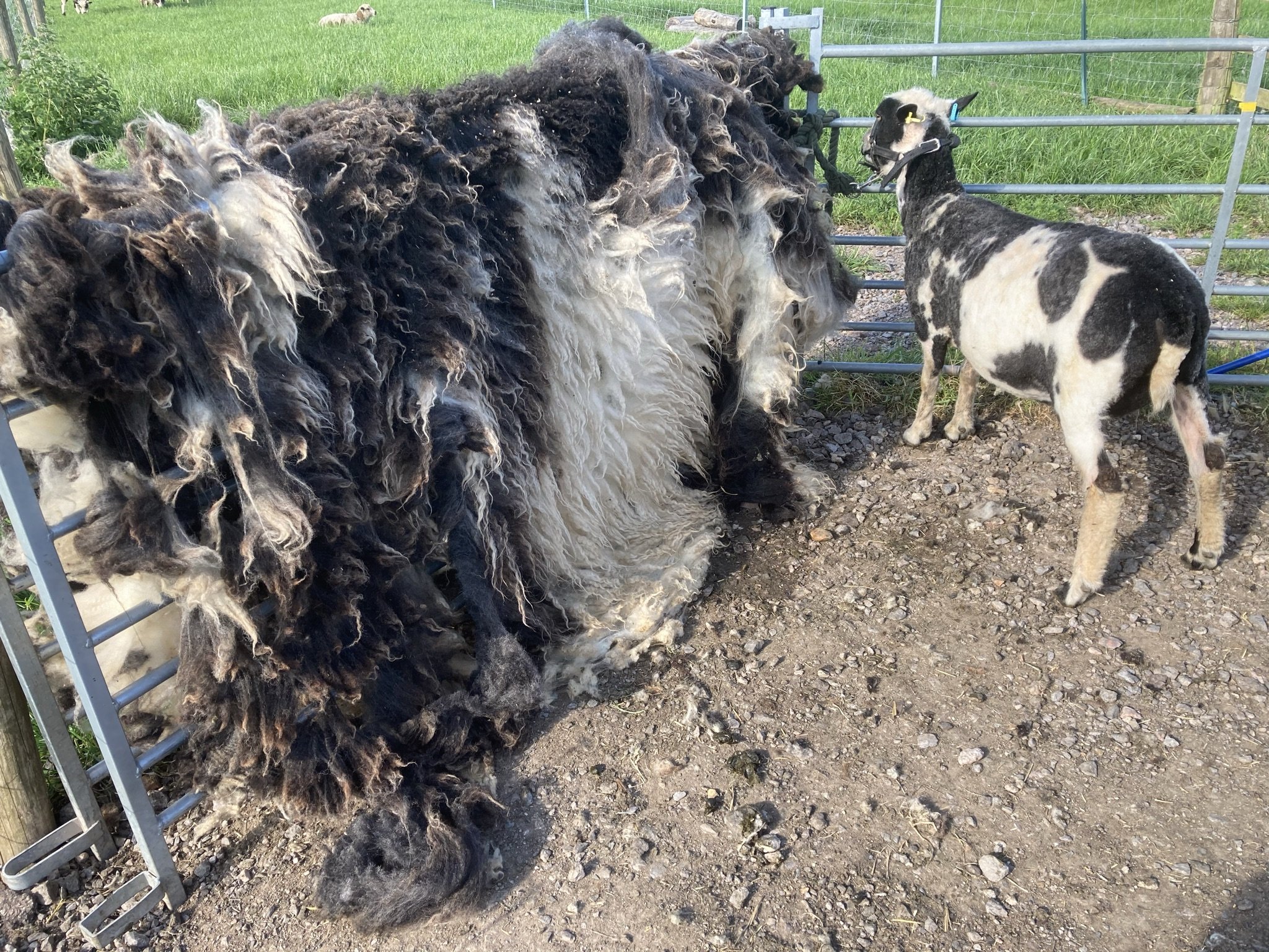 Abacus Codelia with her amazing fleece after she had been hand sheared SOLD