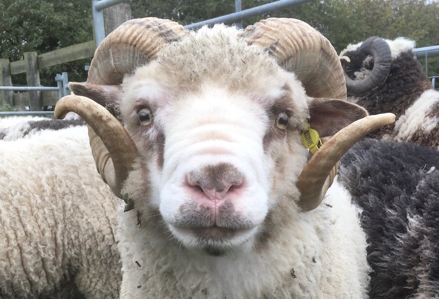 Abacus Shetland Sheep Flock