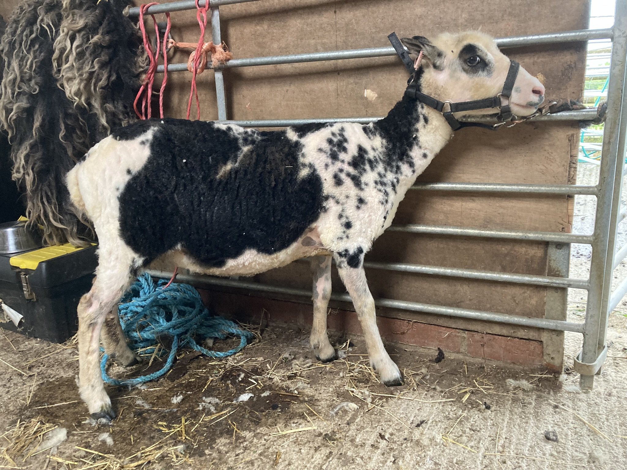 Abacus Sunni when just sheared, showing her amazing spots. SOLD