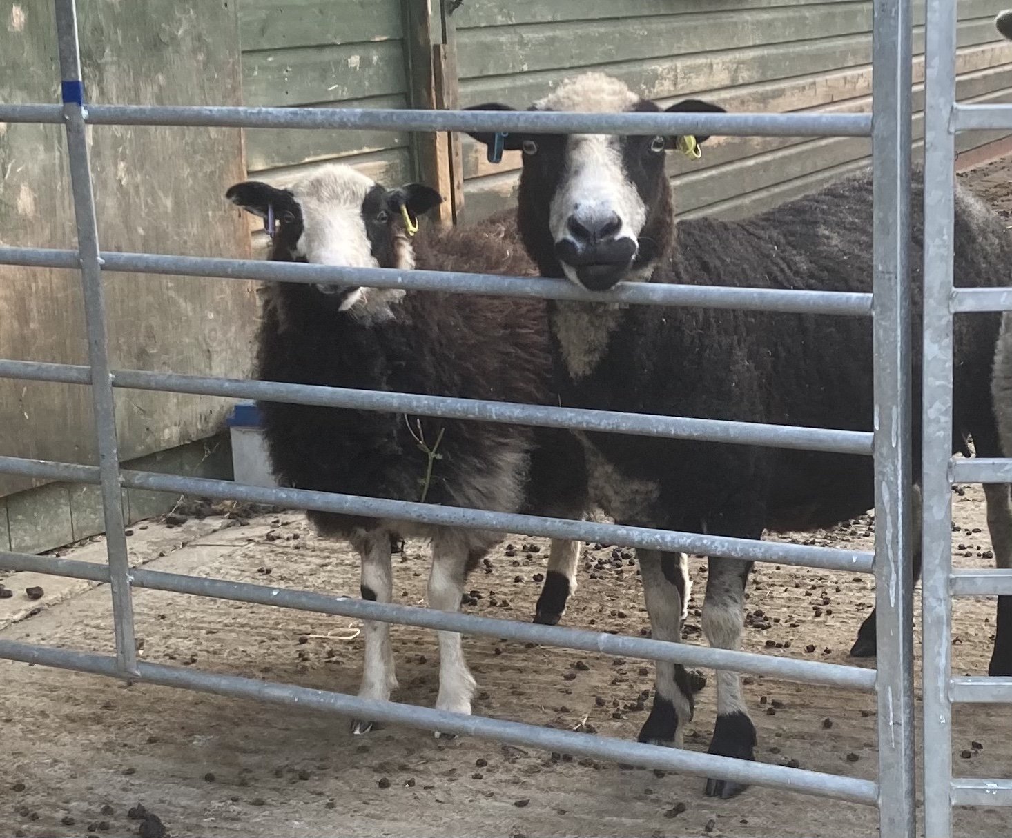 Abacus Leona - born 2018
Sire: Muncaster Eric Dam: Abacus Laura She has been out with the tup this November for lambing in April 23. Photographed here with one of her lambs in 2022 (she had twins).