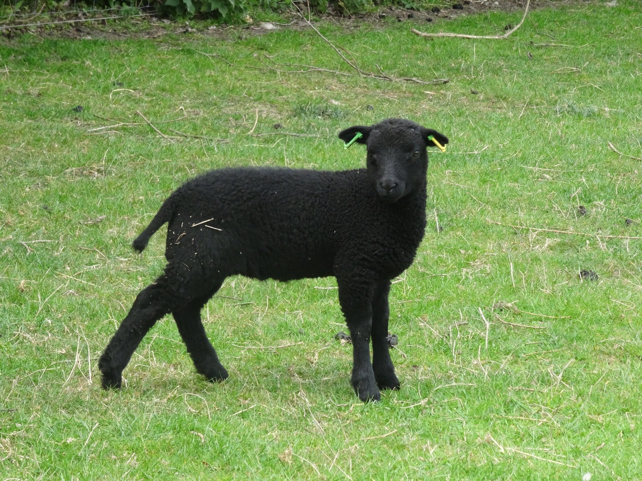 Copperfield Robinia's ram lamb. Castrated and for sale.
