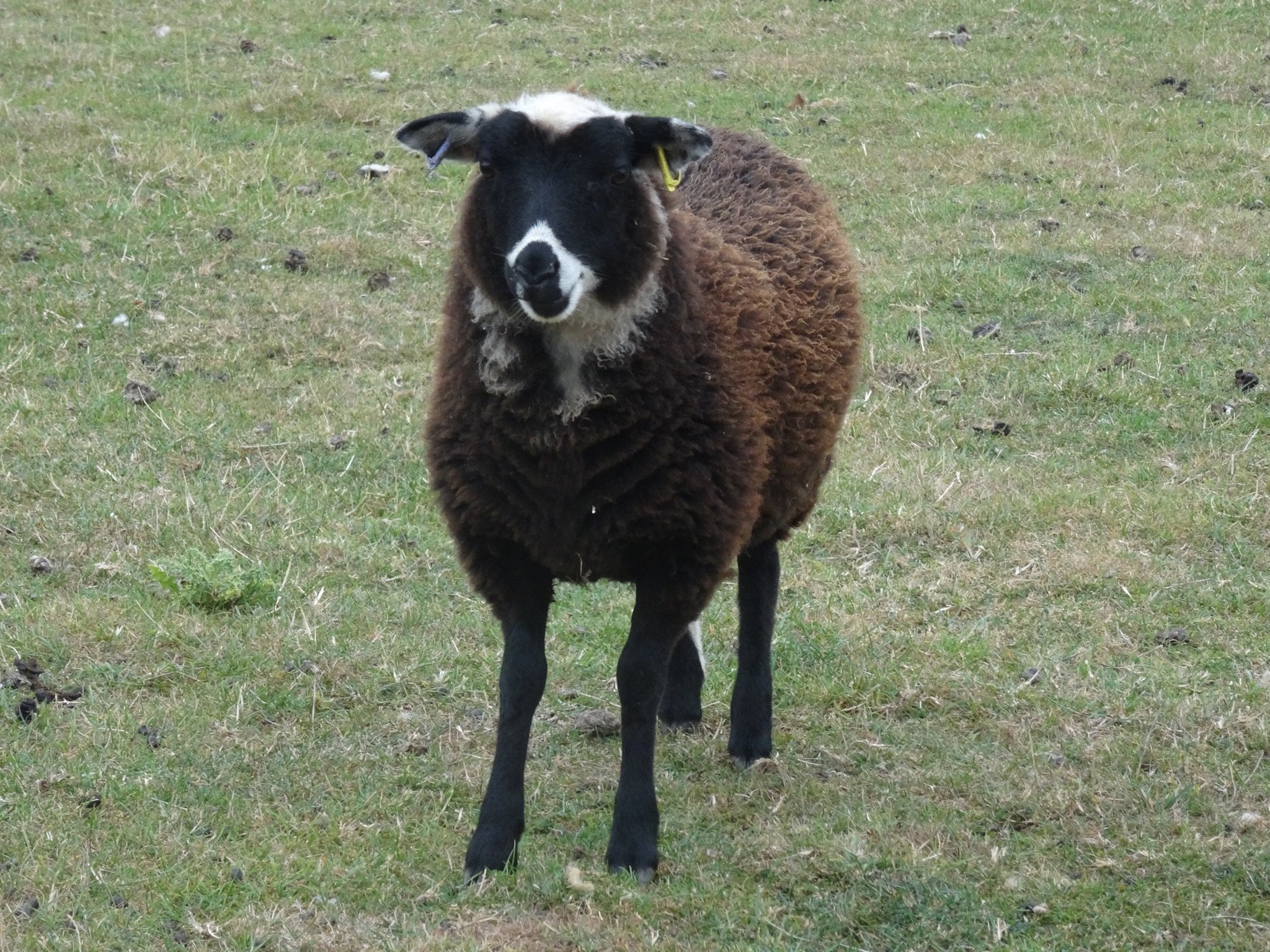 Dam: Abacus Bromwen Sire: Island Mooradale Bentley SOLD