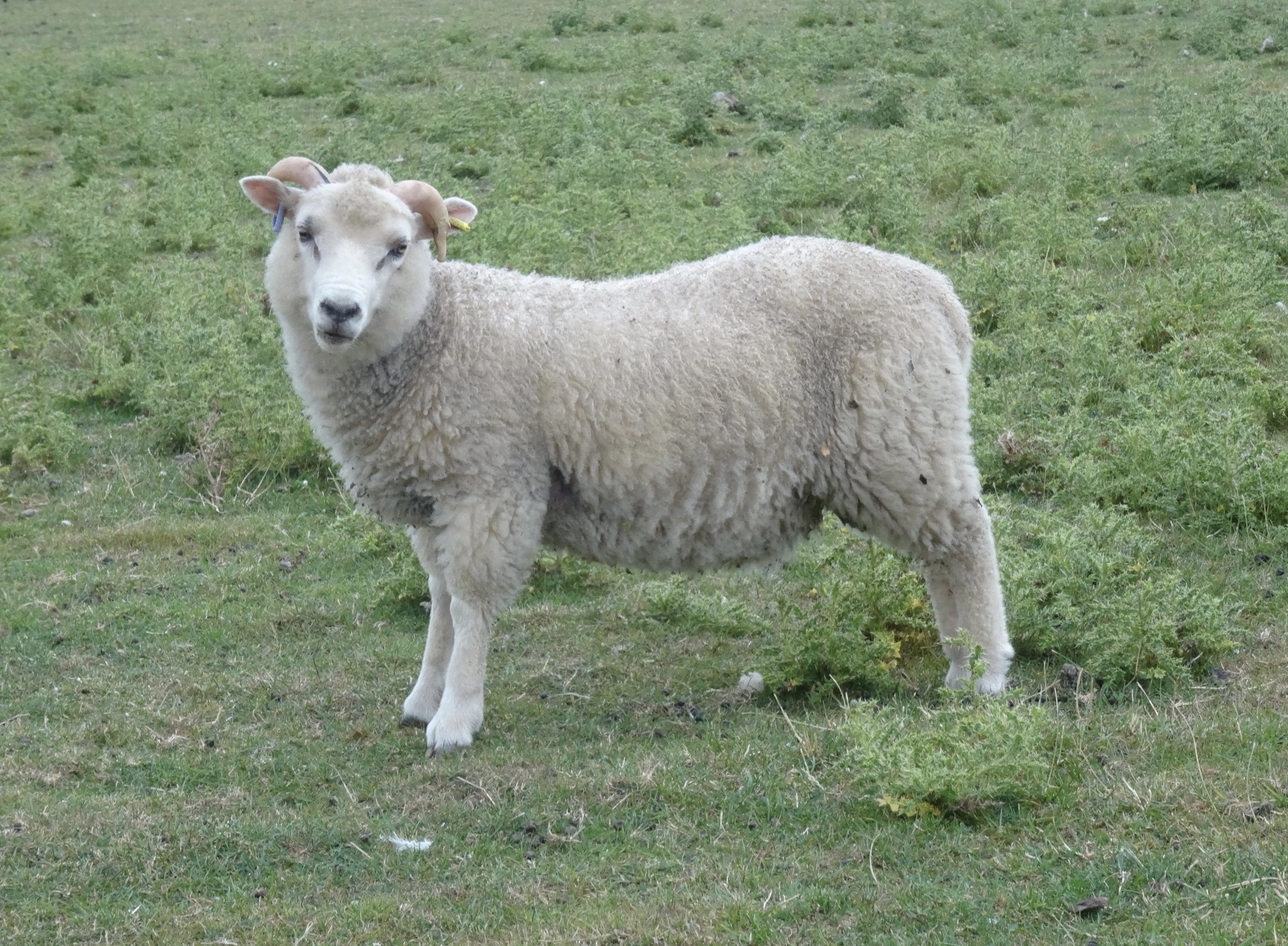 Copperfield Ripley's ram lamb. Sire is Copperfield Aidan an Approved tup, who is white, so white to white lamb. For sale.