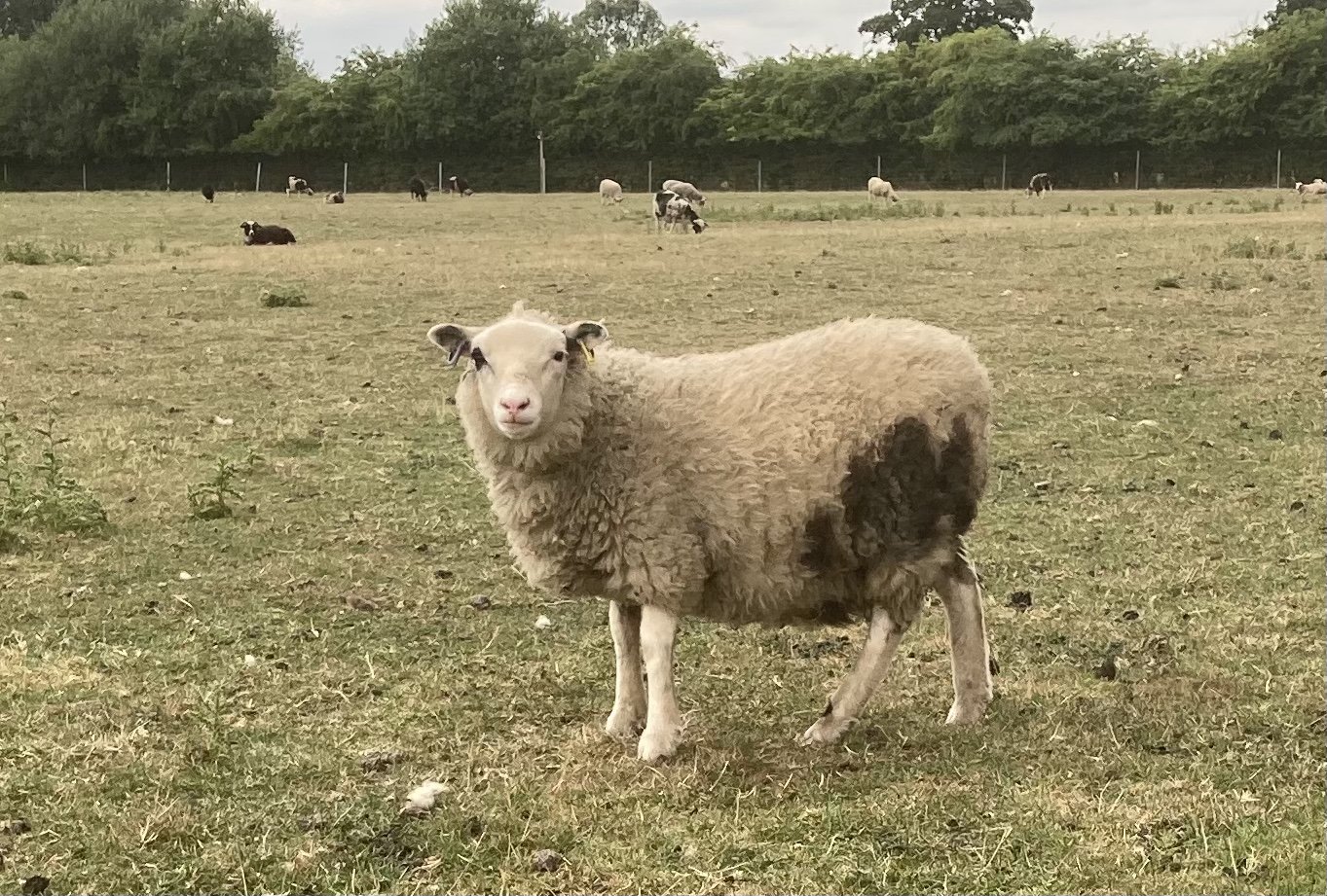 Dam: Abacus Petula Sire: Roberts Moreteynes Aries SOLD