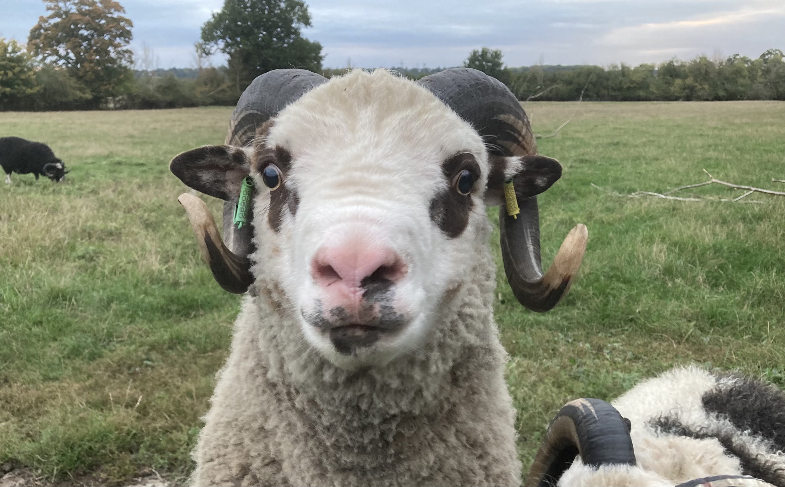 Abacus Geoffrey
Born in 2021 - he is a proven ram SOLD
