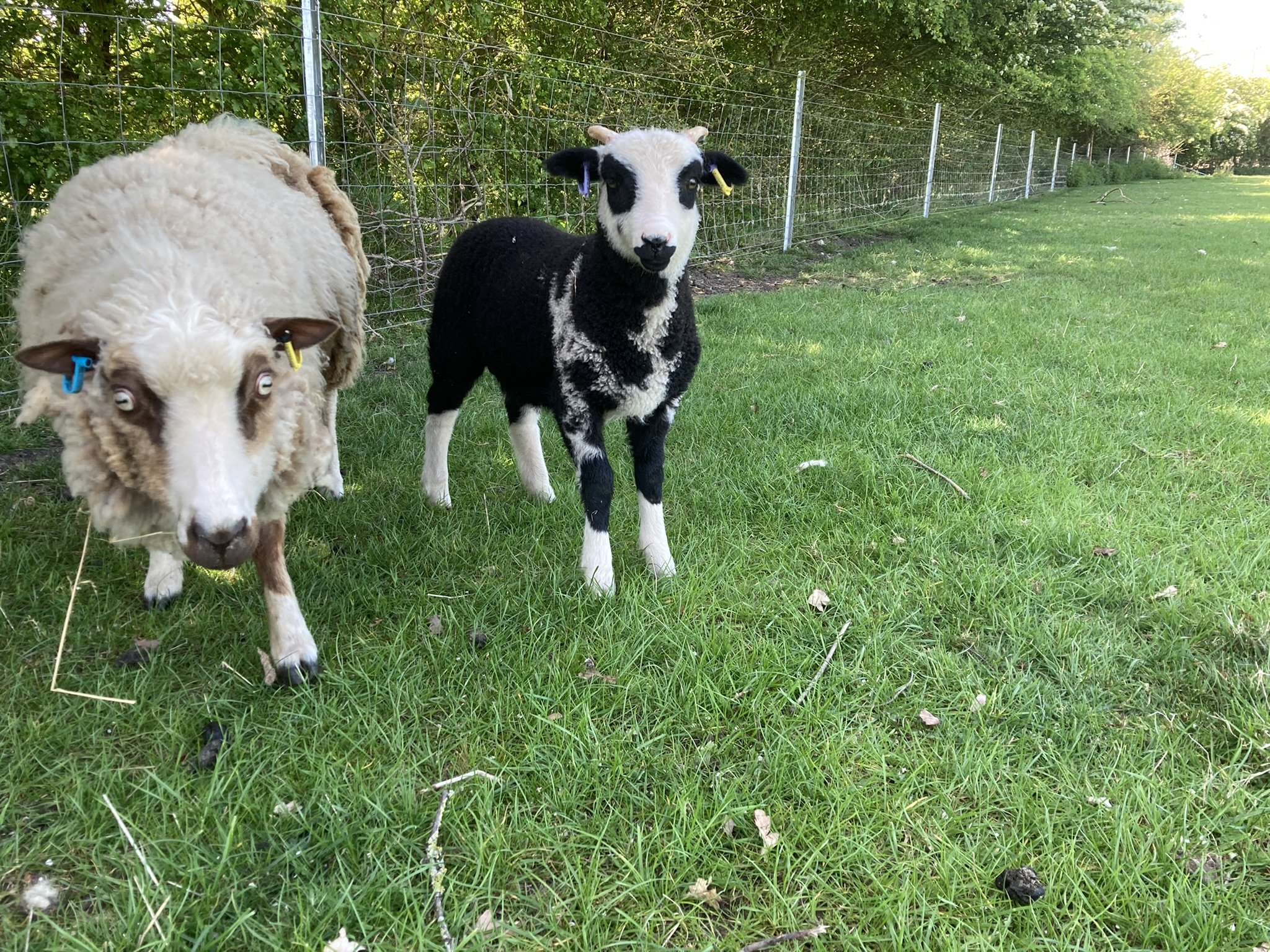 Abacus Jolene with her ram lamb. For sale.