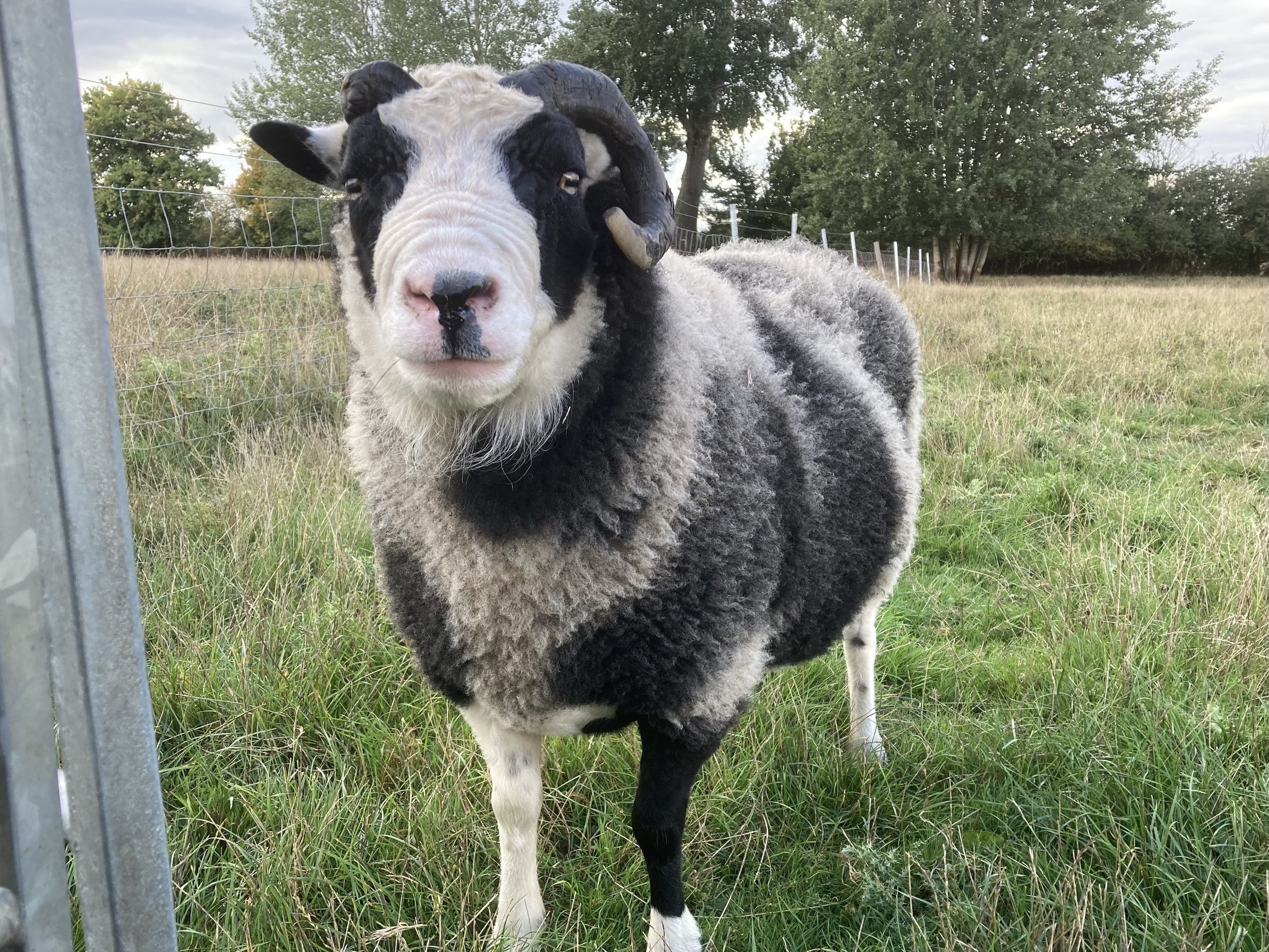 Roberts Moreteynes Aries
Born in 2018 - he is a proven ram