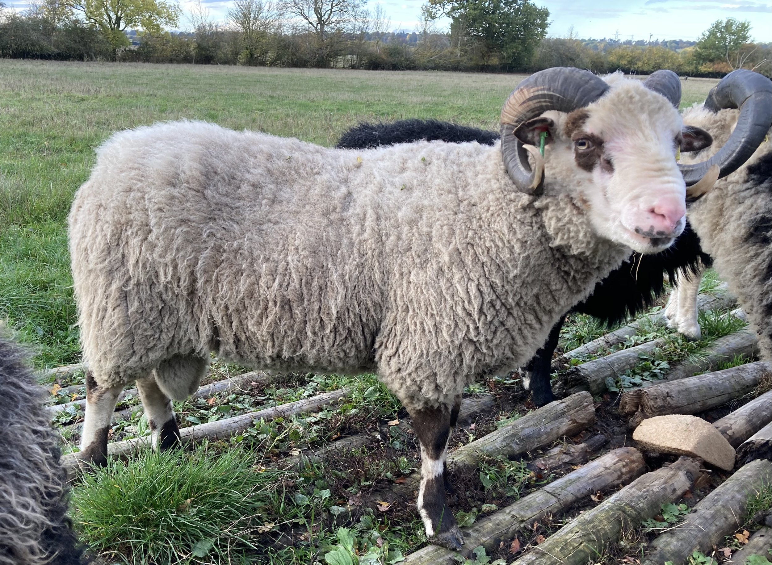 Abacus Geoffrey
Born in 2021 a proven ram SOLD